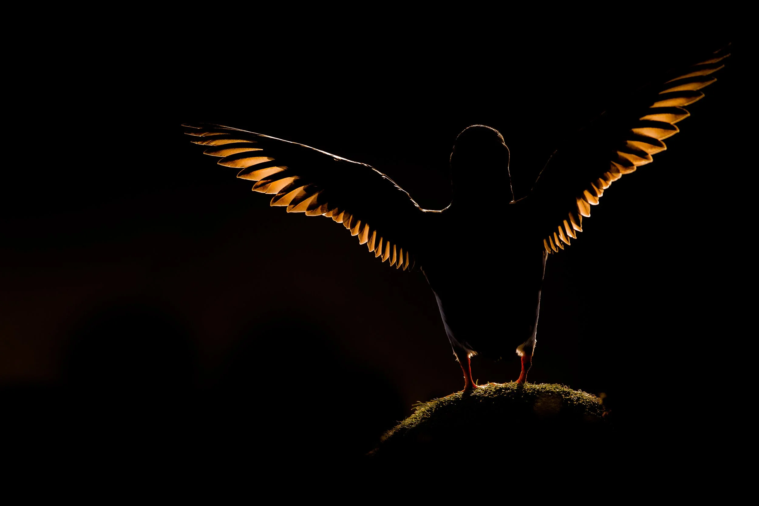Puffins Life On The Atlantic Edge-23.jpg