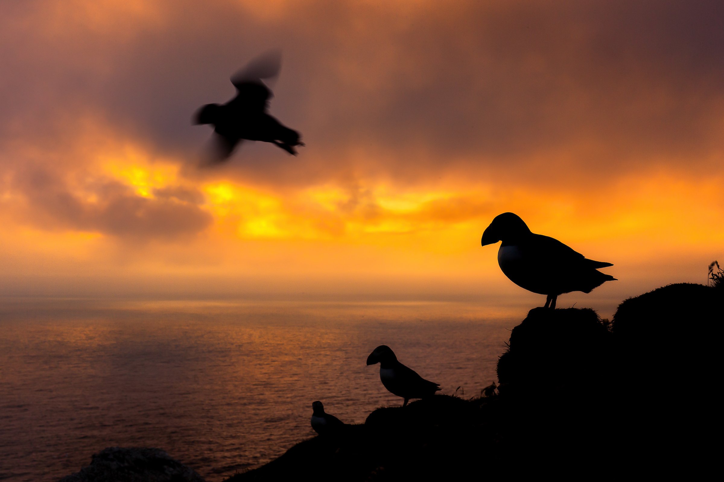Puffins Life On The Atlantic Edge-29-5.jpg