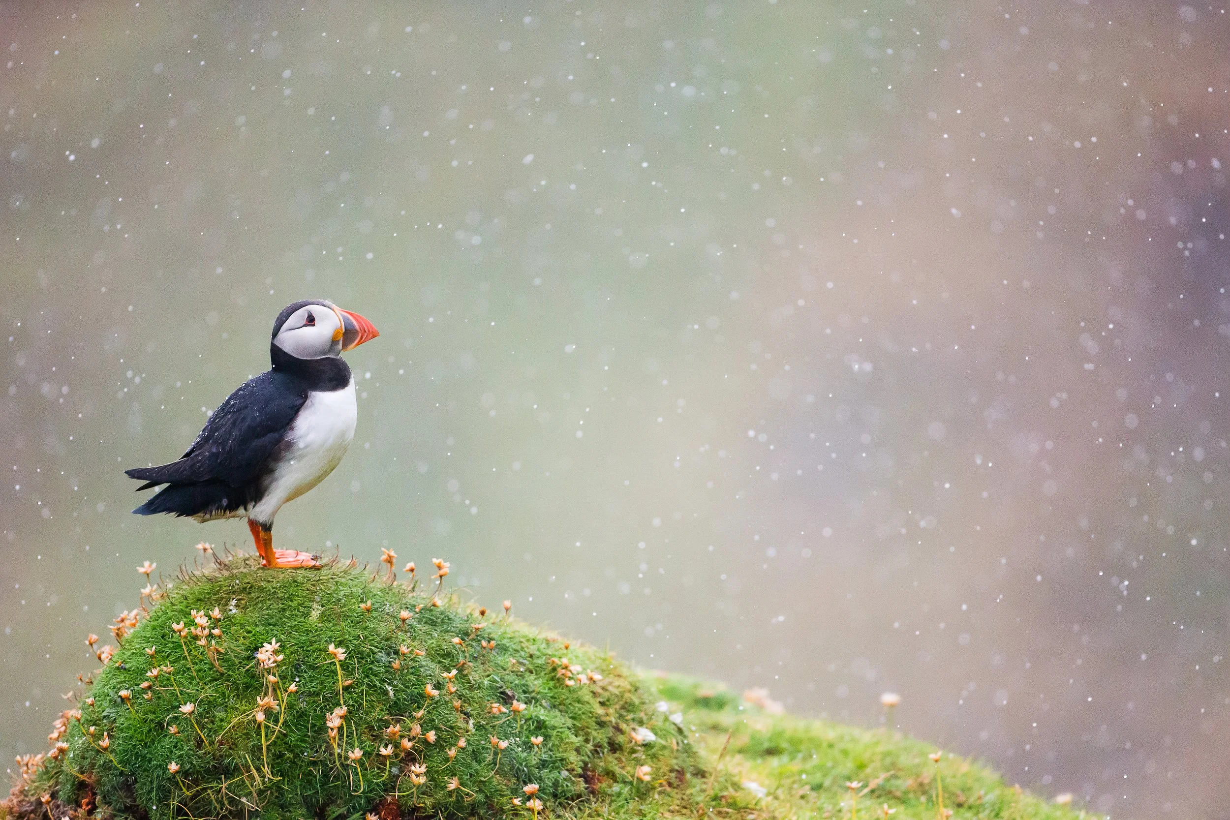 Puffins Life On The Atlantic Edge-148-5.jpg