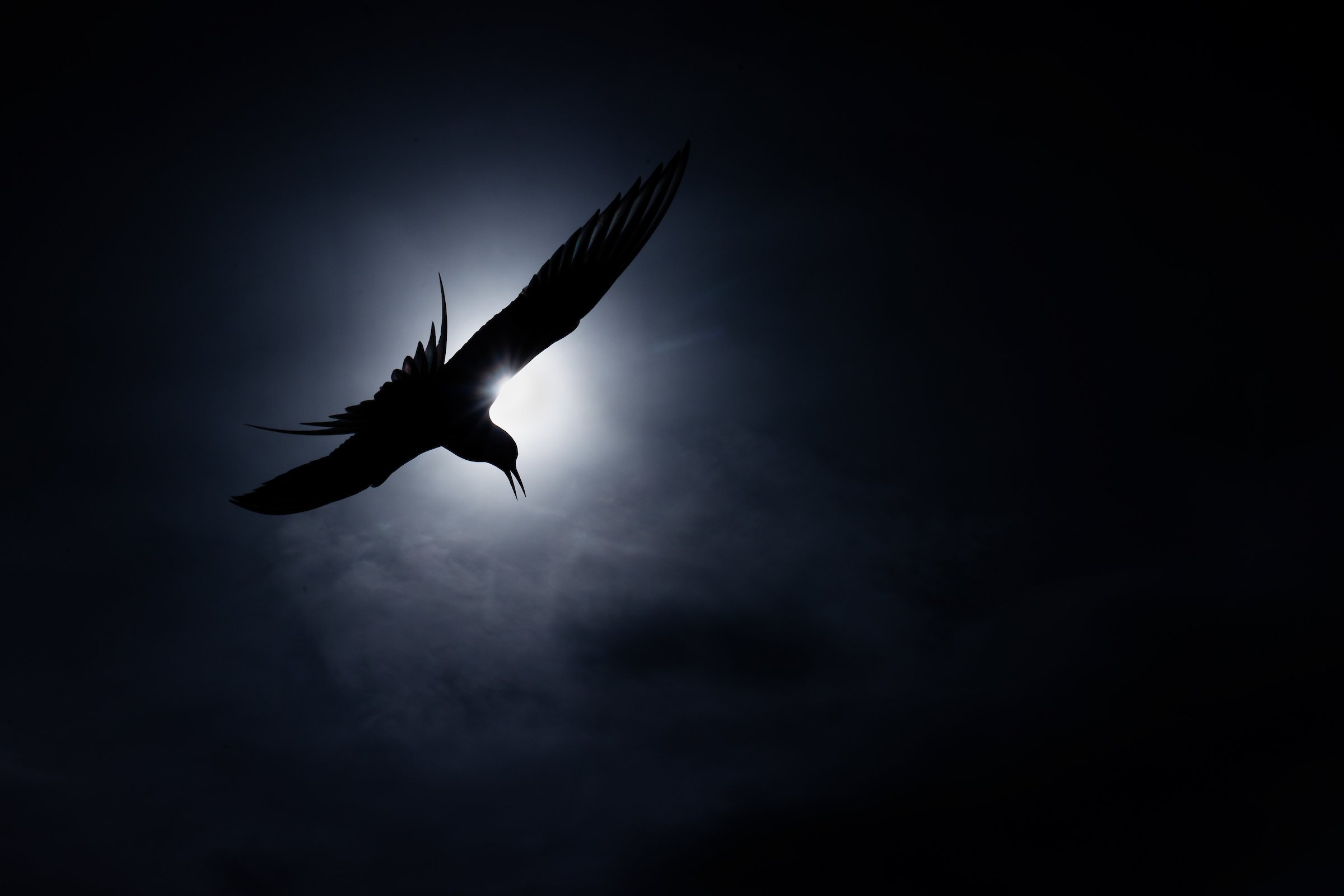 SEABIRD-8.jpg