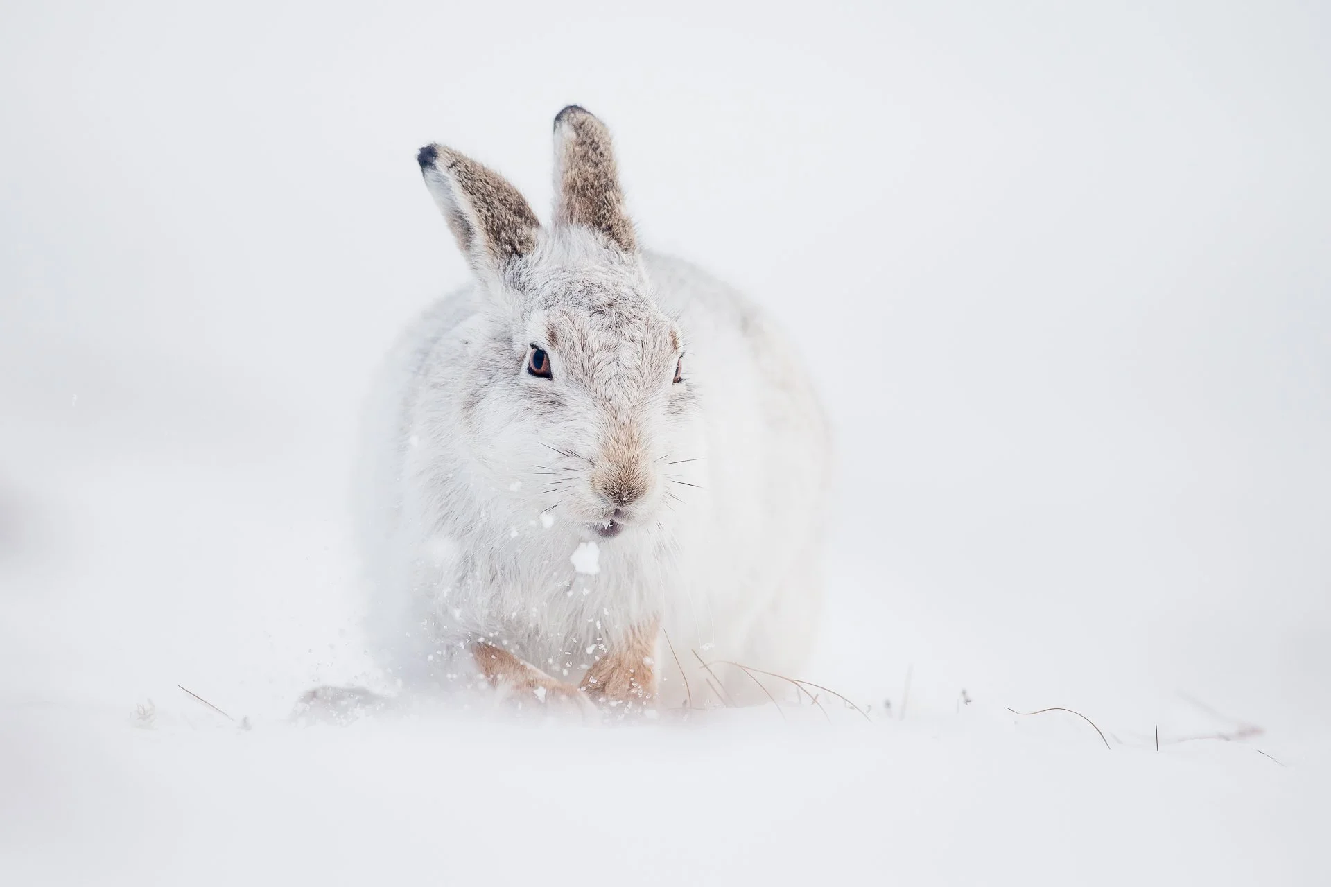 Mountain Hare Photography — Kevin Wildlife Photography