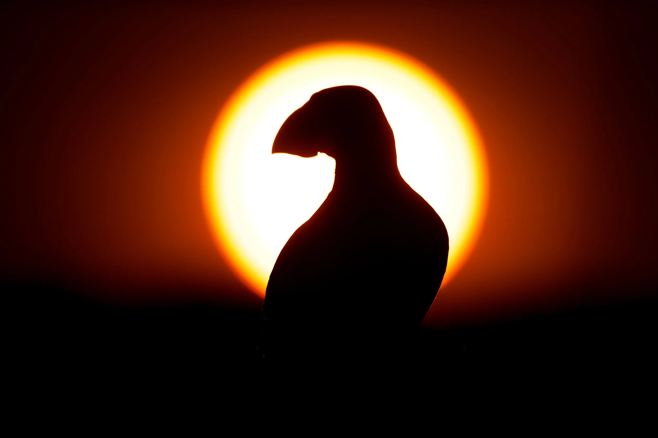 Silhouette of a bird against a sunset