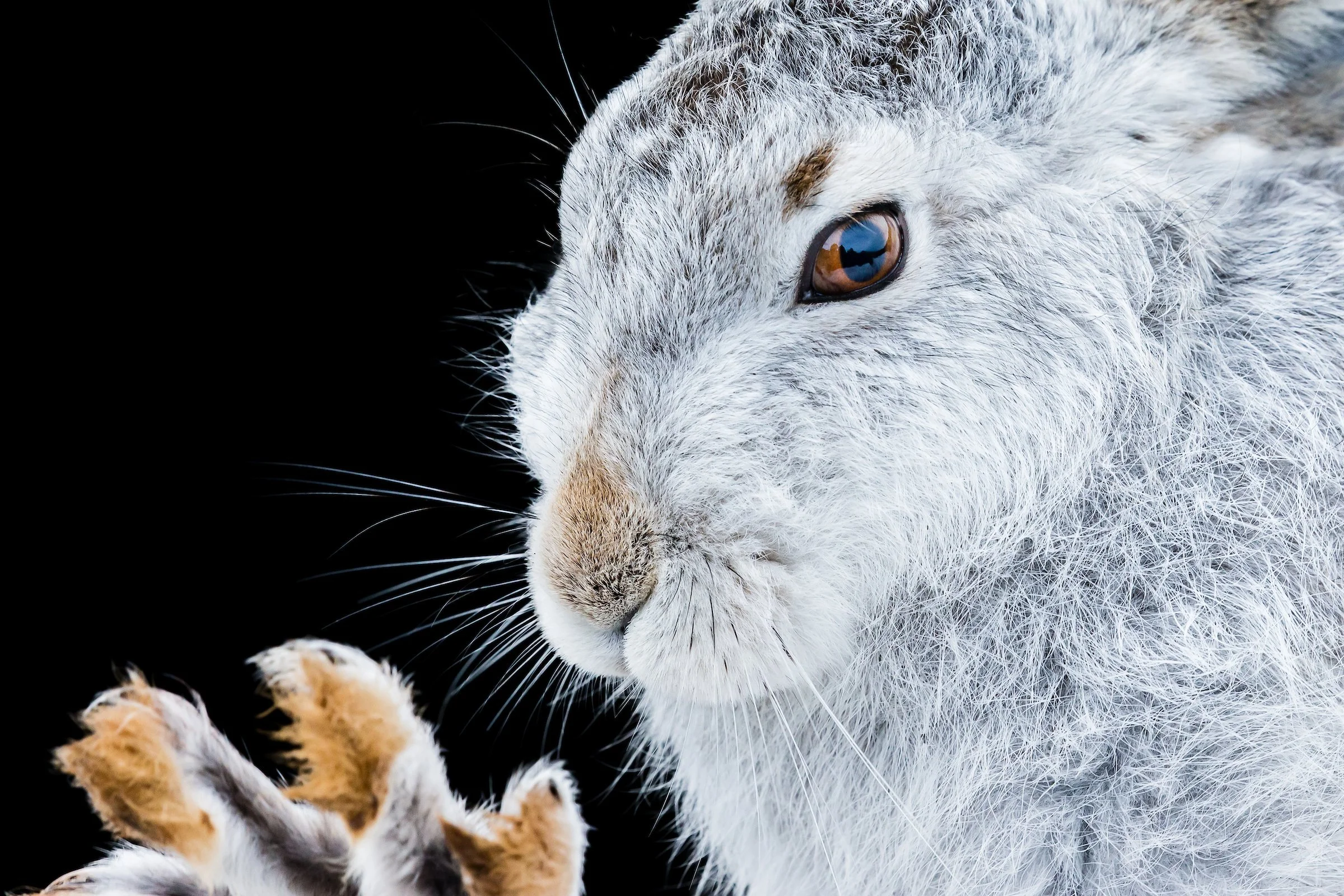 Mountain Hare-1-5.jpg