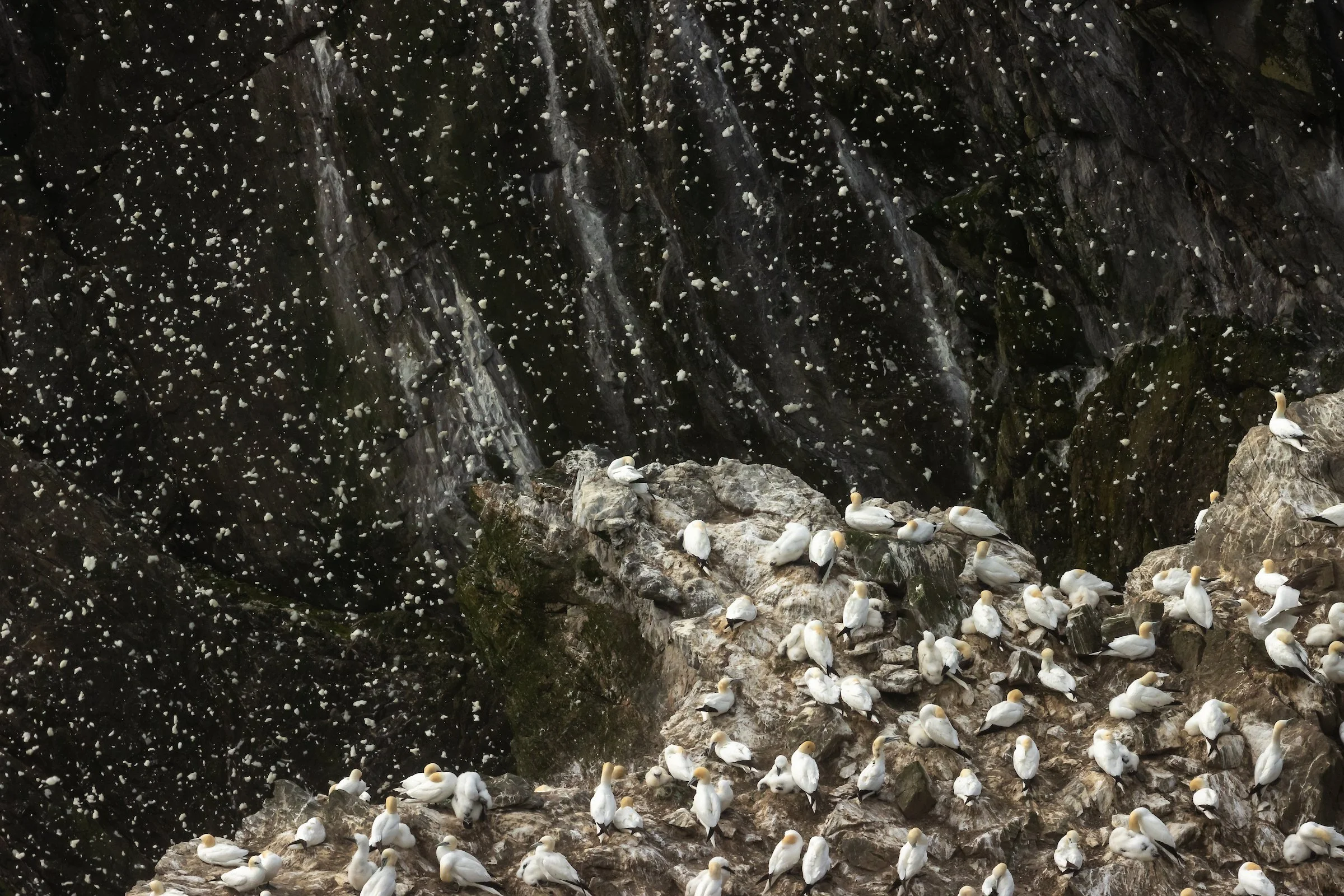 Northern Gannet - Shetland20.jpg