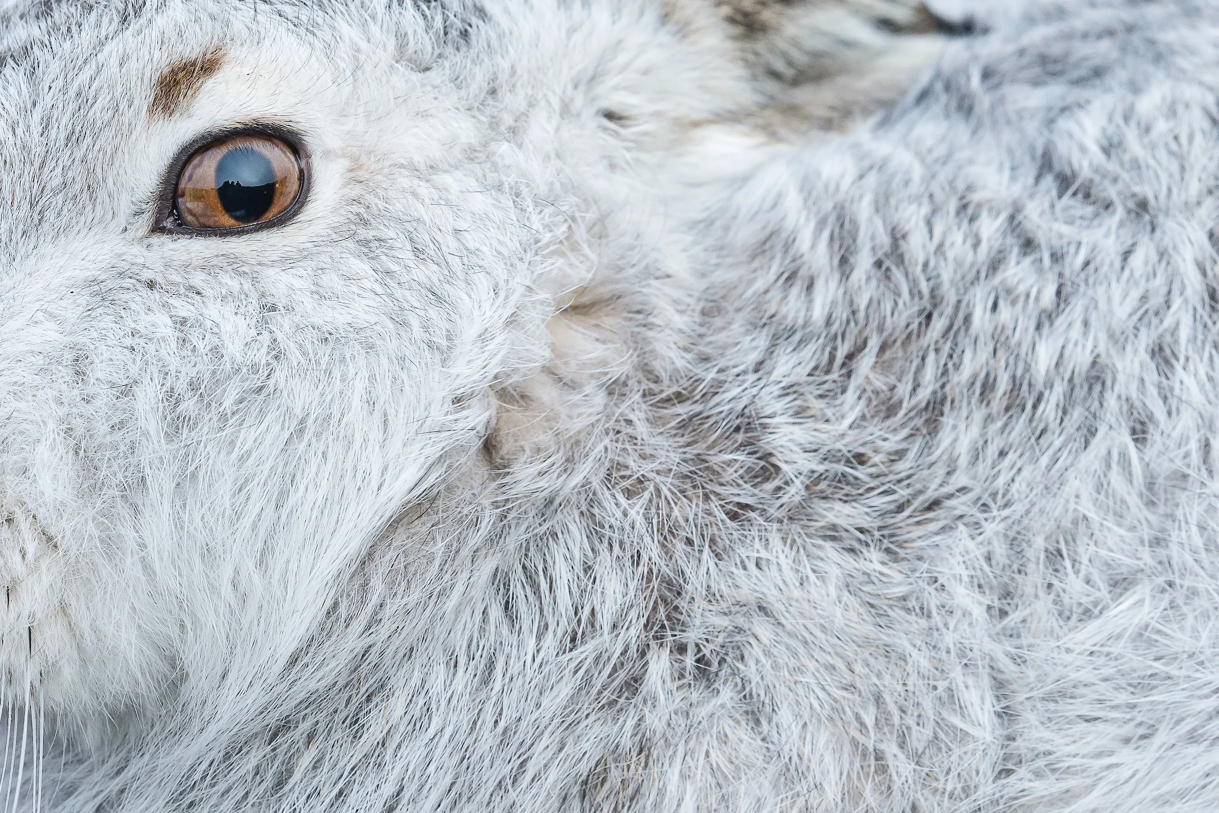 Mountain Hare-11.jpg