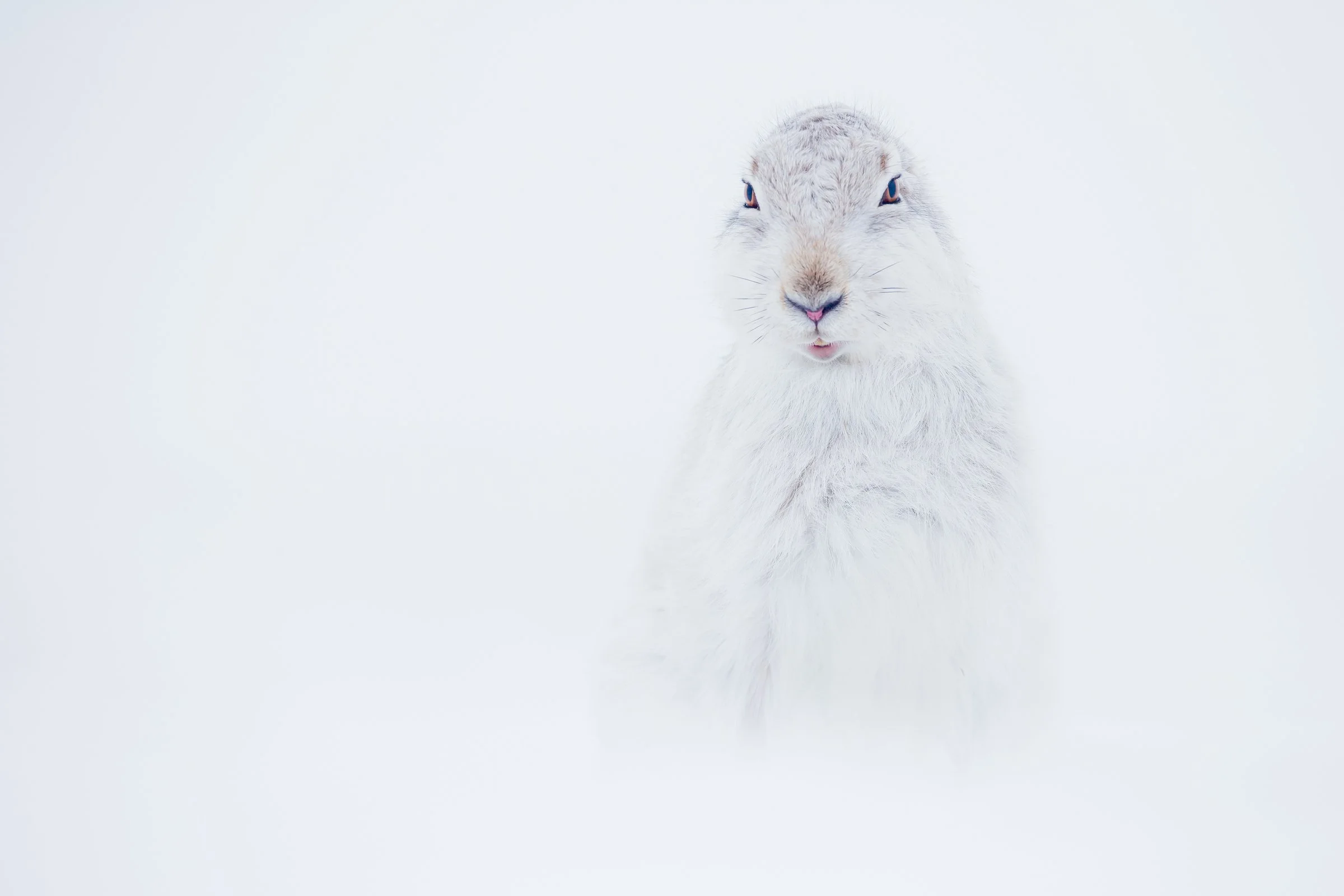 Mountain_Hare_Scotland-470-6.jpg