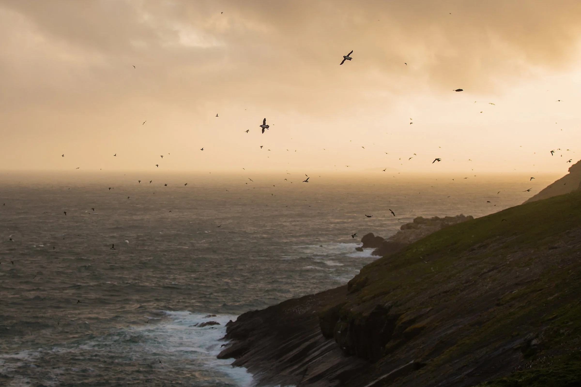Puffins Life On The Atlantic Edge-78-3.jpg