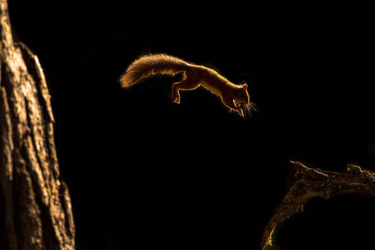 Red_Squirrel_Photography_Scotland_Highlands_UK_Image_Library-3.jpg