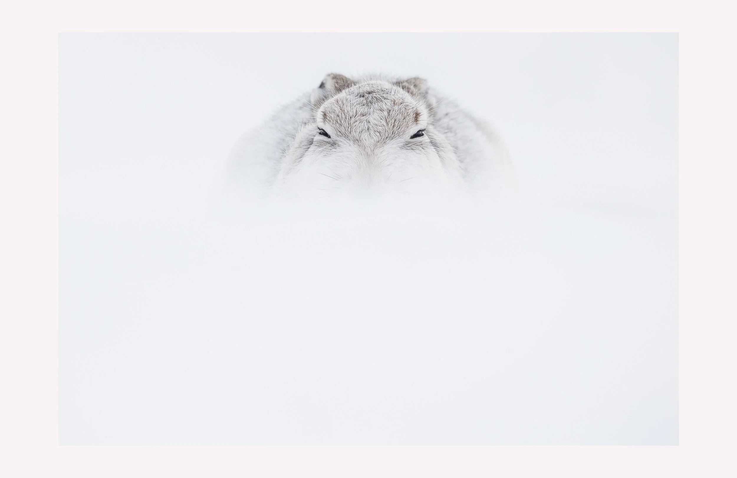 Emergence