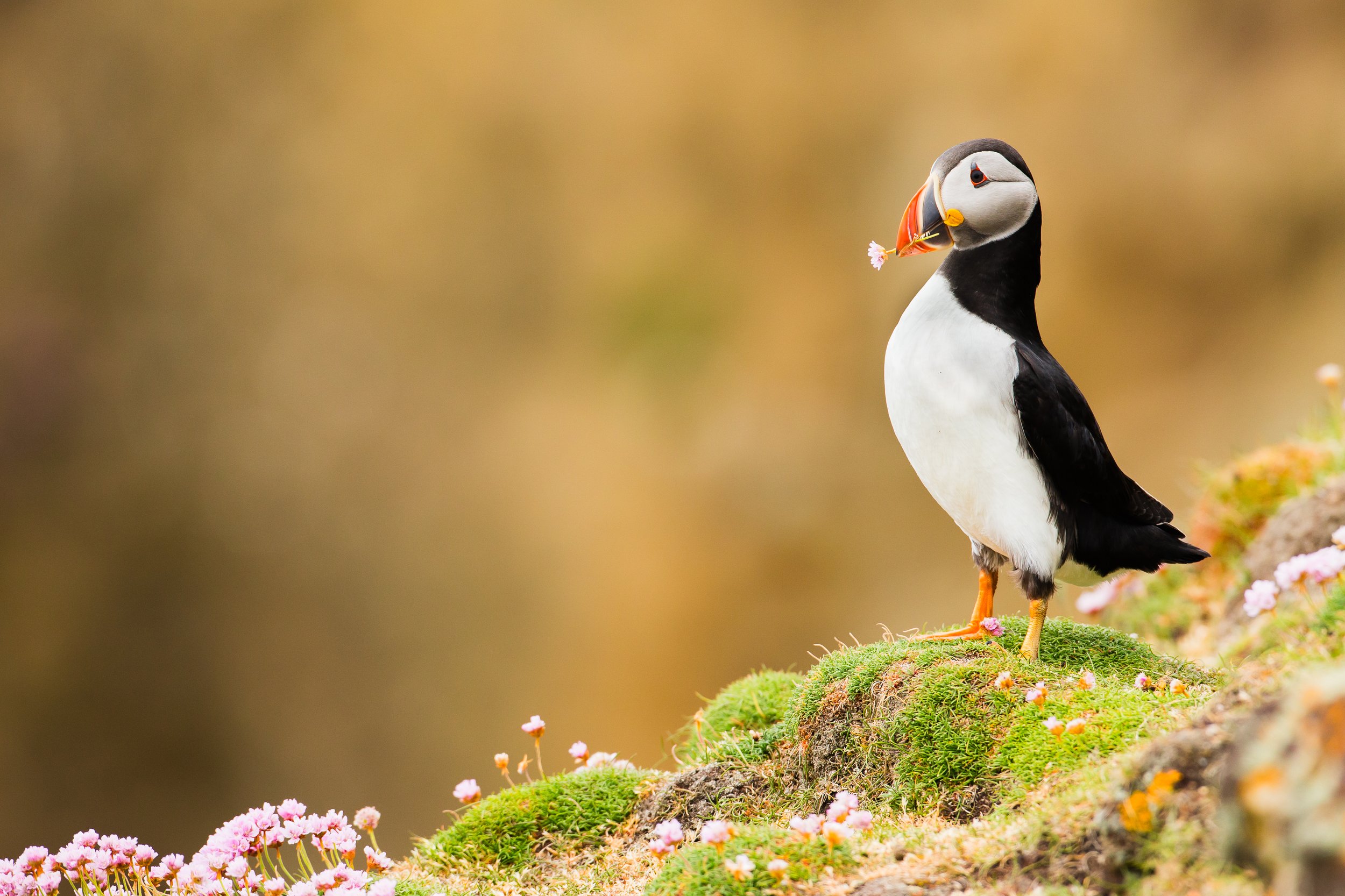 Puffins Life On The Atlantic Edge-101.jpg