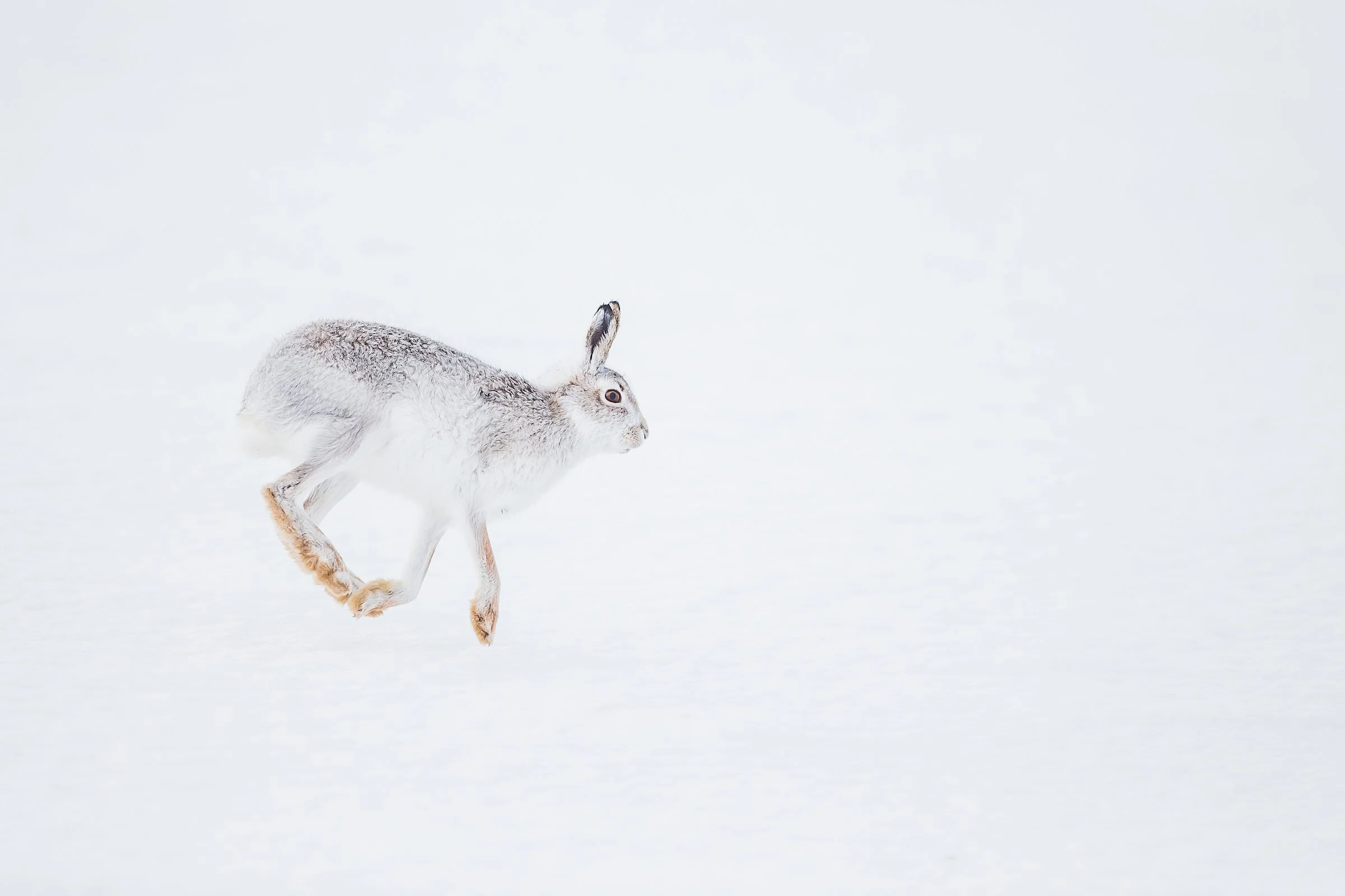 Mountain Hare-41.jpg