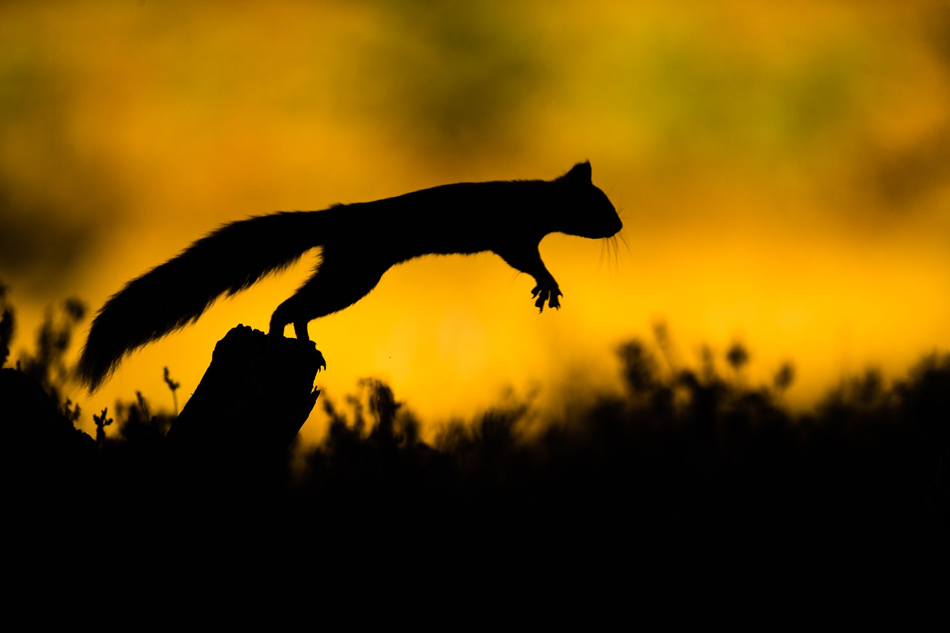 Red-Squirrel-8.jpg