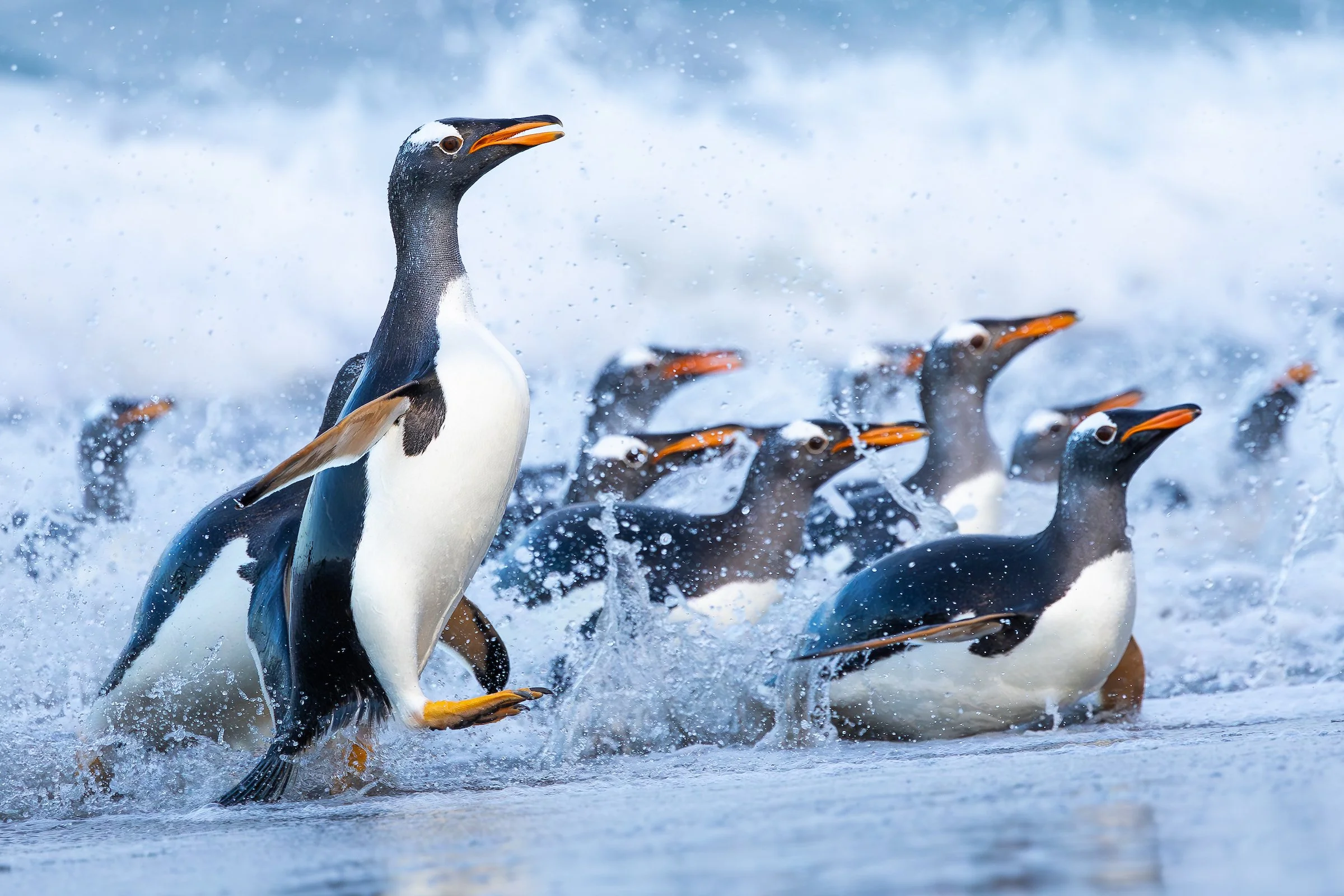 Falklands-HIGHRESF20241-.jpg