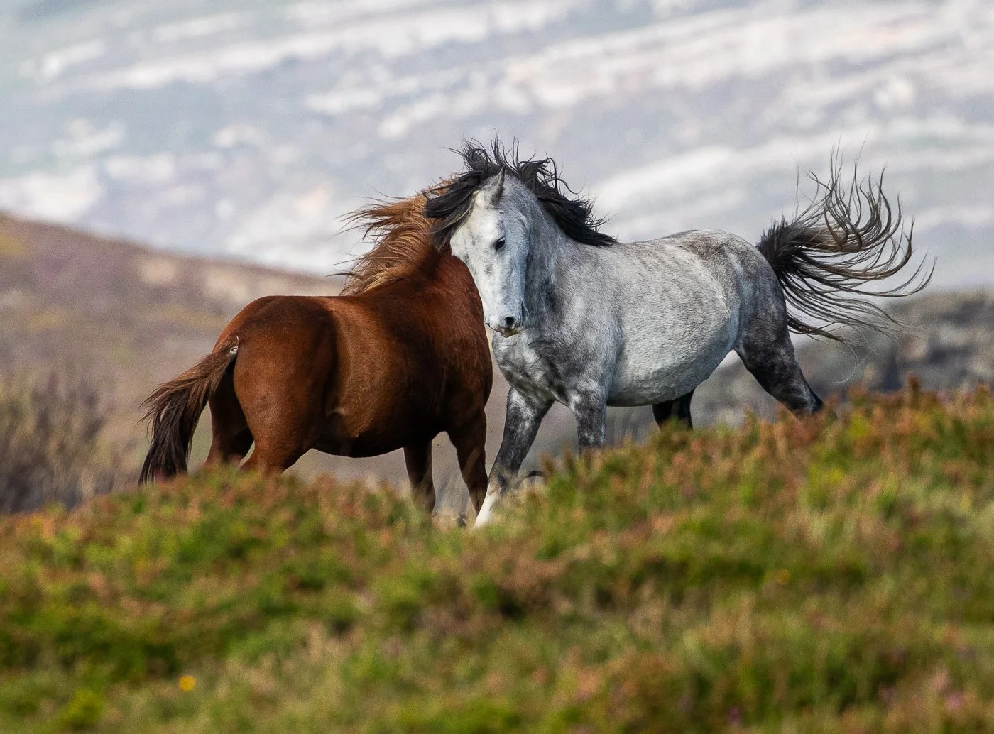 Wales horse 1.jpg