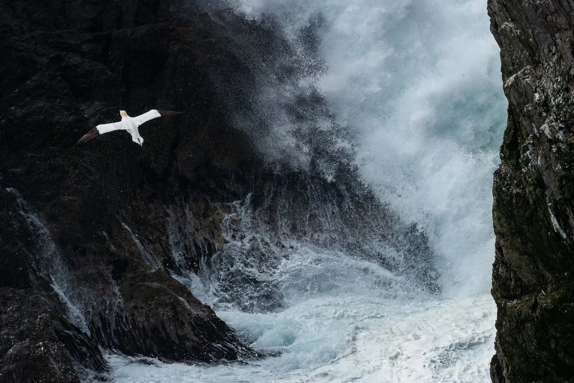 Gannet-1.jpg