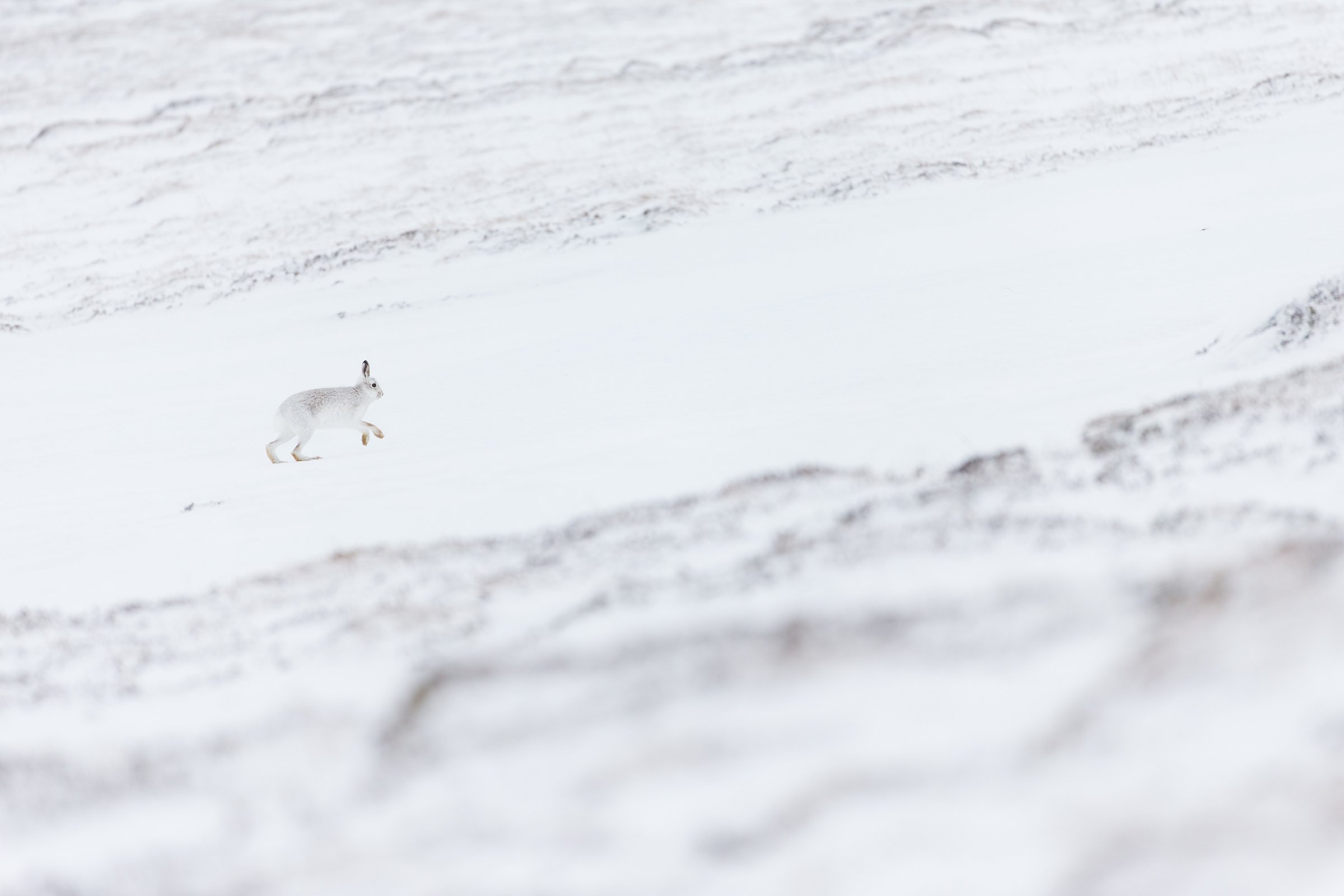 Mountain_Hare-126-4.jpg