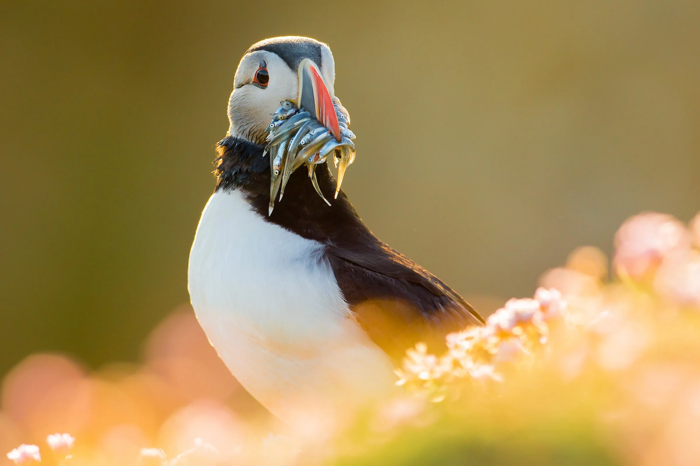Puffins Life On The Atlantic Edge-20.jpg