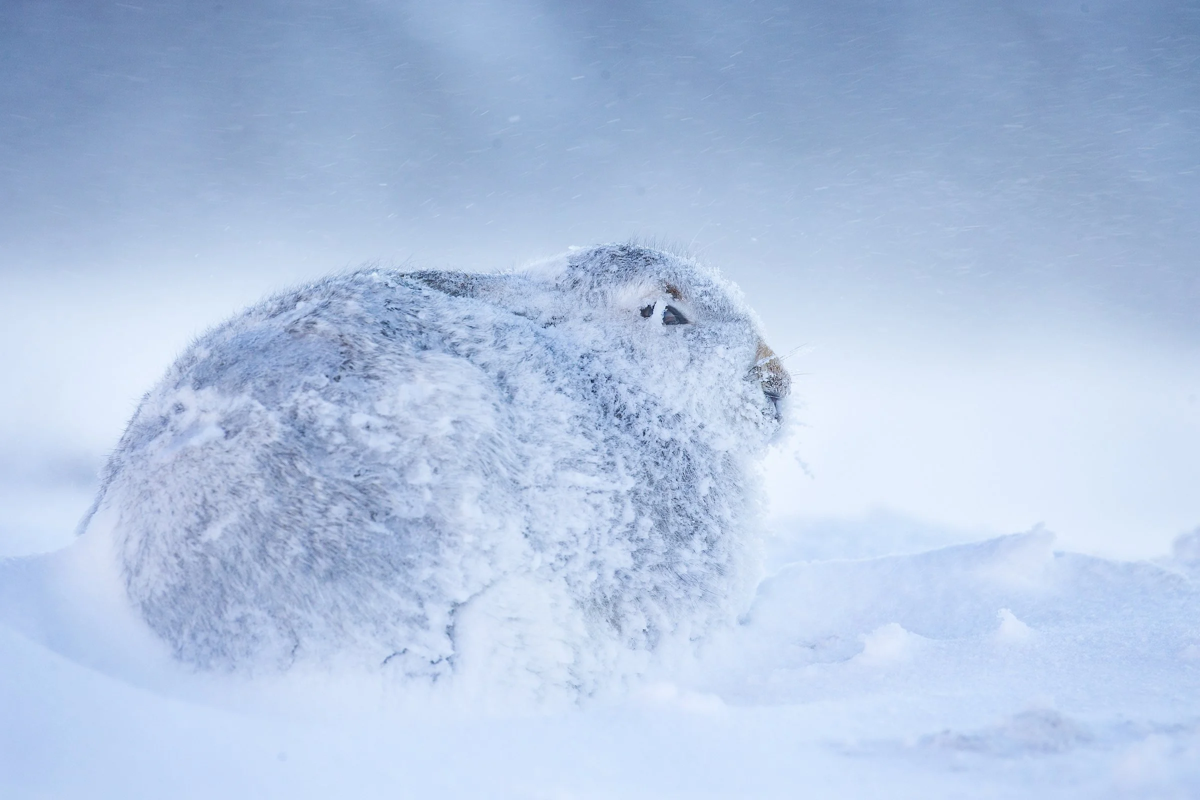 Mountain_Hare-75-3.jpg