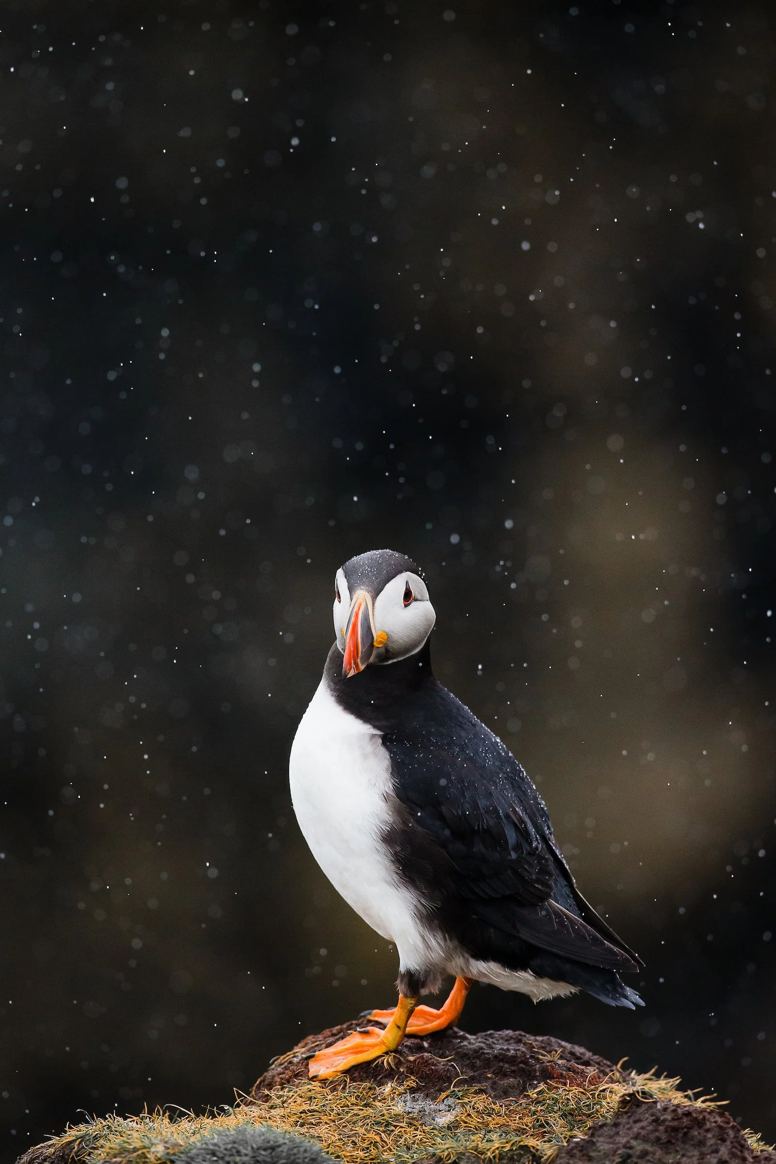 Puffins Life On The Atlantic Edge-42.jpg