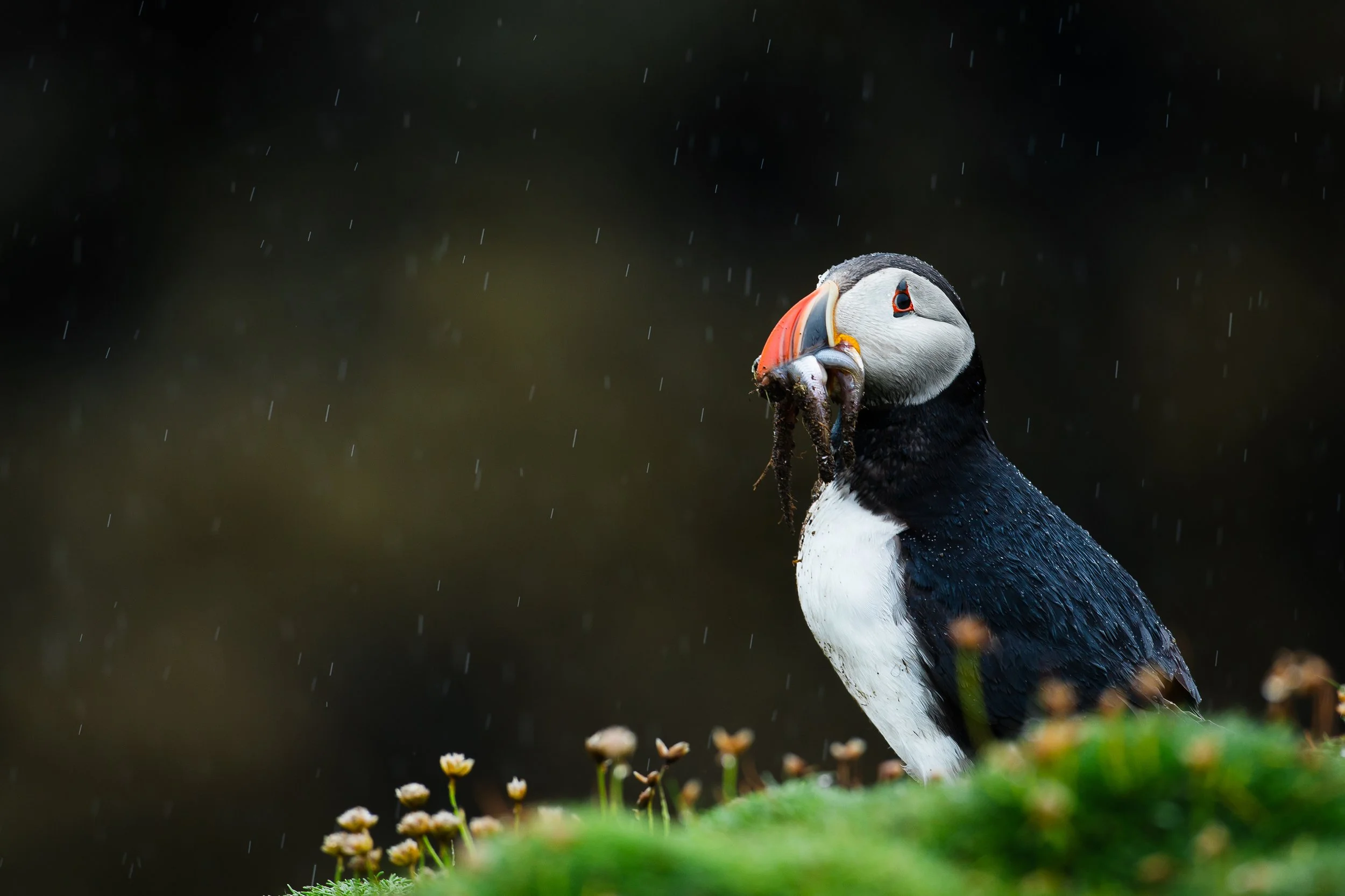 Puffins Life On The Atlantic Edge-4.jpg