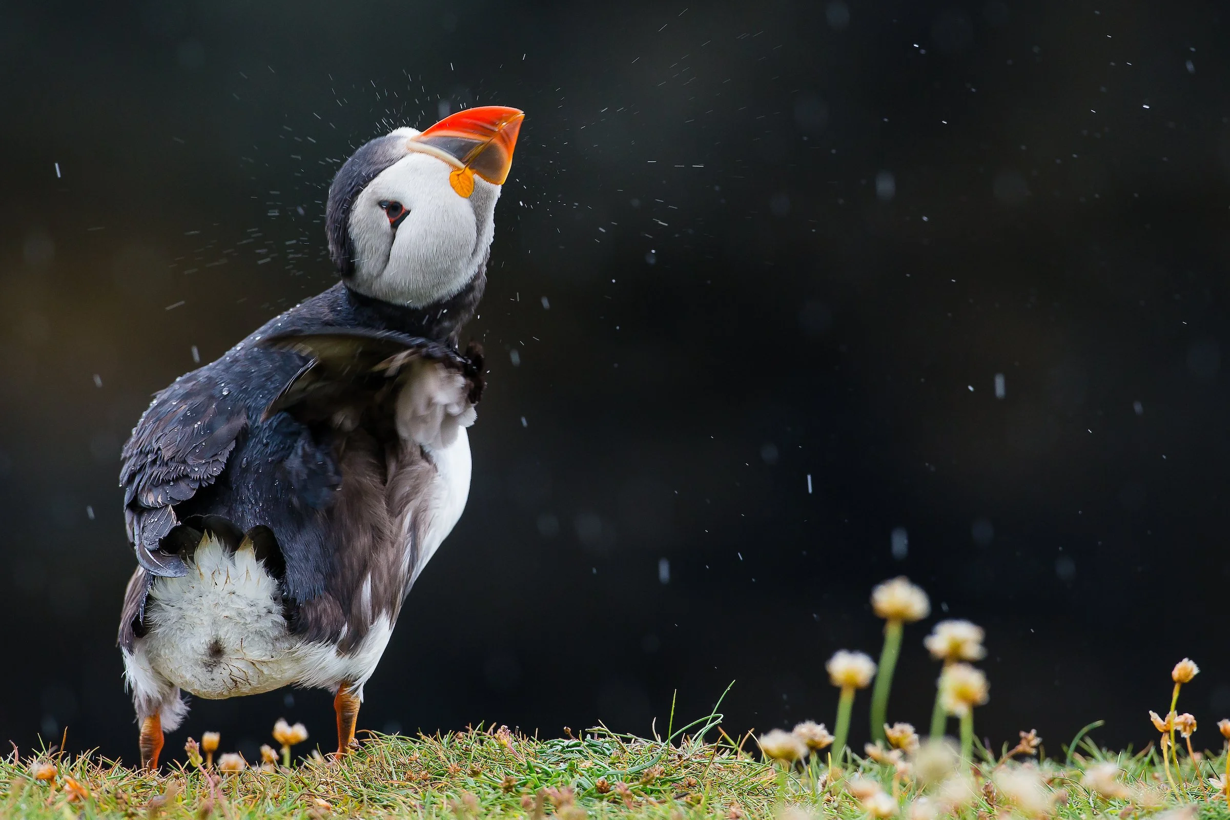 Puffins Life On The Atlantic Edge-55.jpg