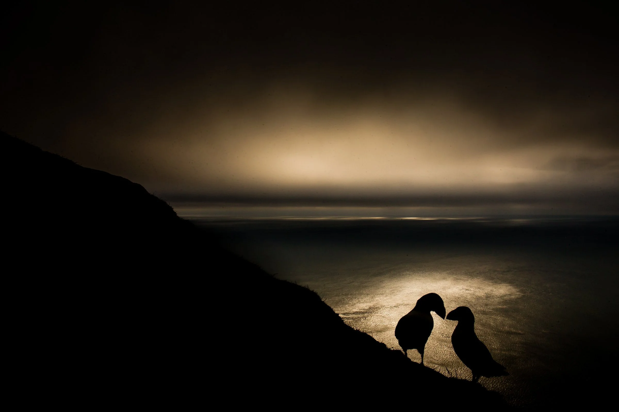 Puffins Life On The Atlantic Edge-109-6.jpg