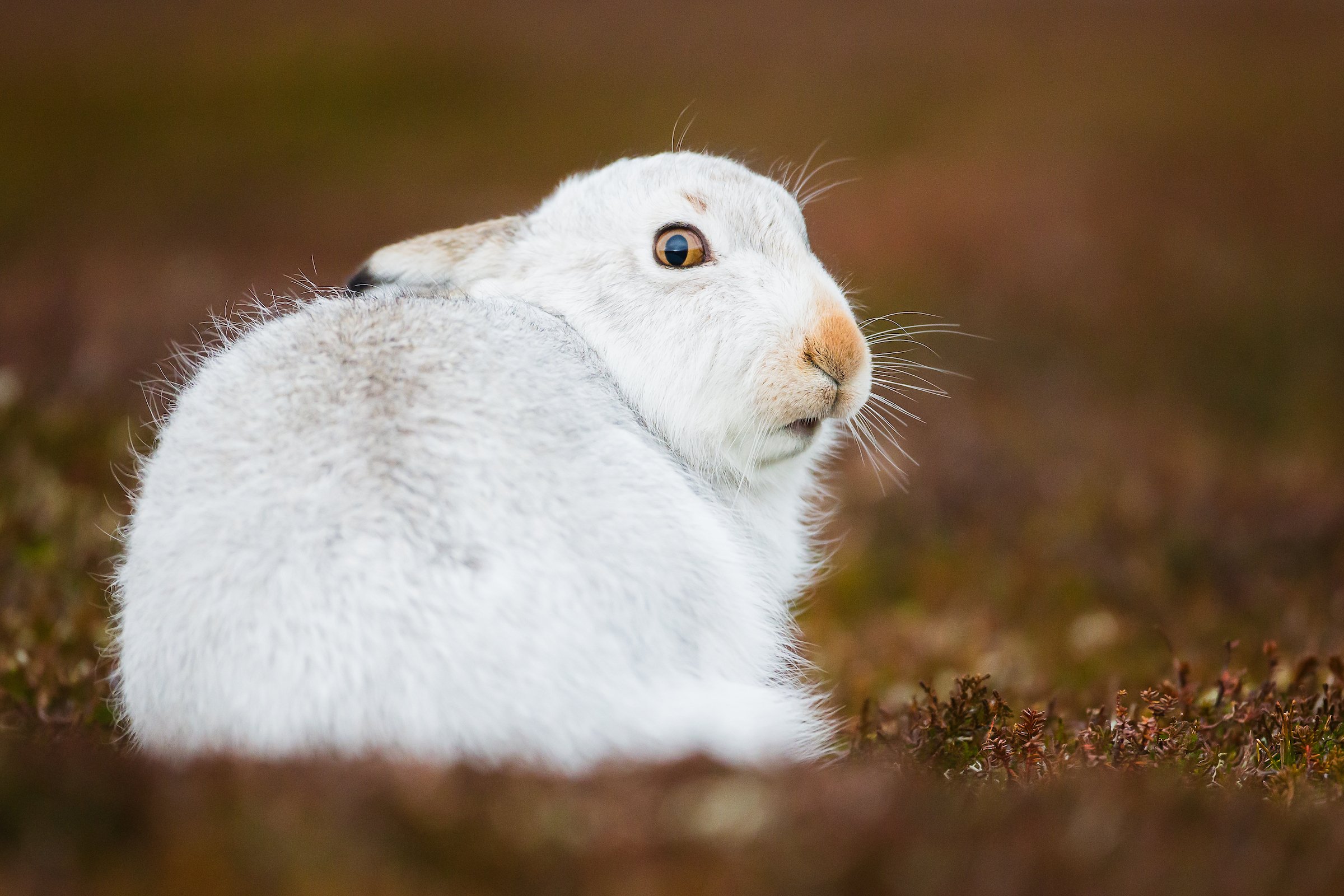 Mountain Hares-32-2.jpg