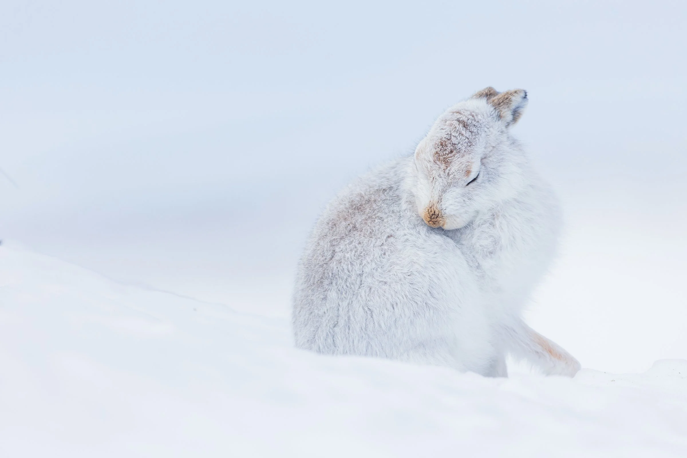 Mountain_Hares-49-2.jpg