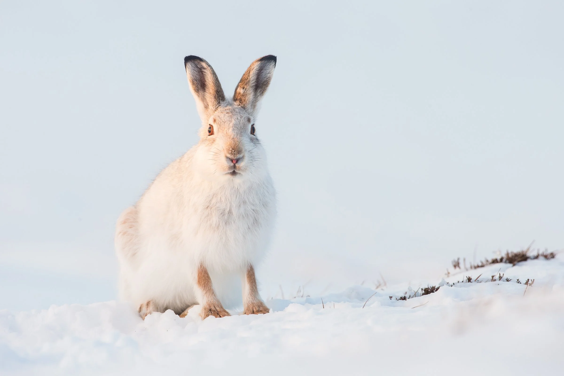 Mountain_Hare-117.jpg