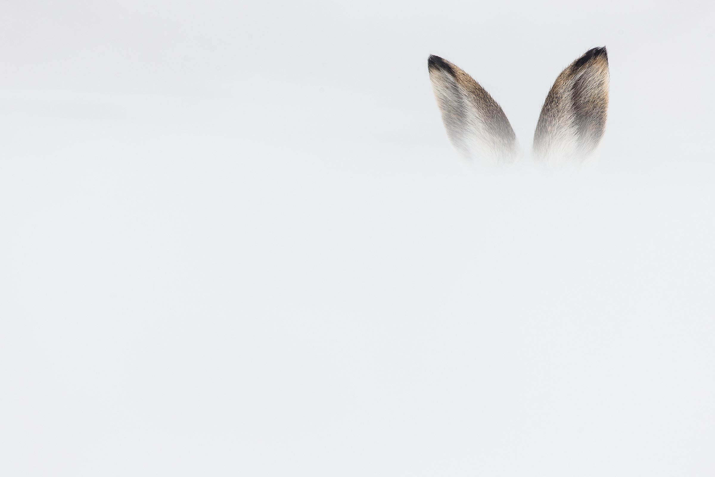 Mountain Hare-7.jpg