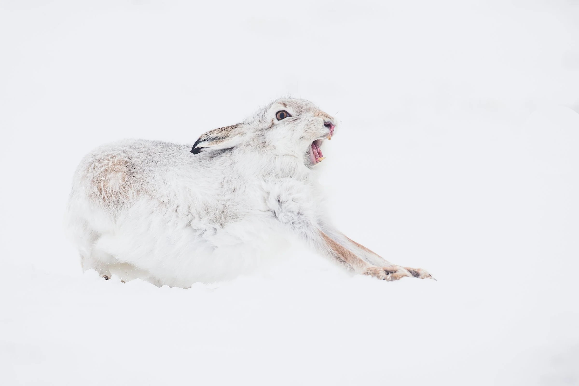 Mountain Hare-20-2.jpg