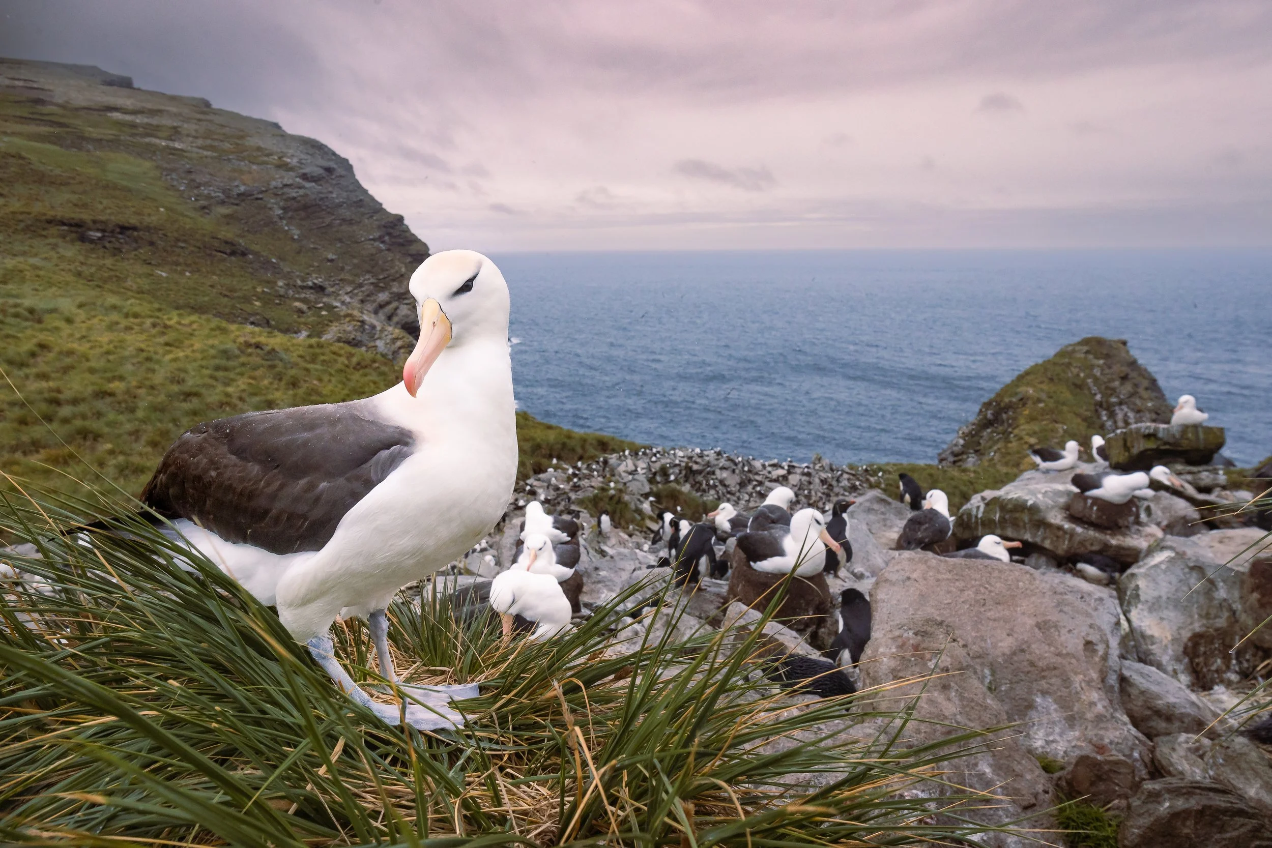 Falklands-HIGHRESF-7268-3.jpg