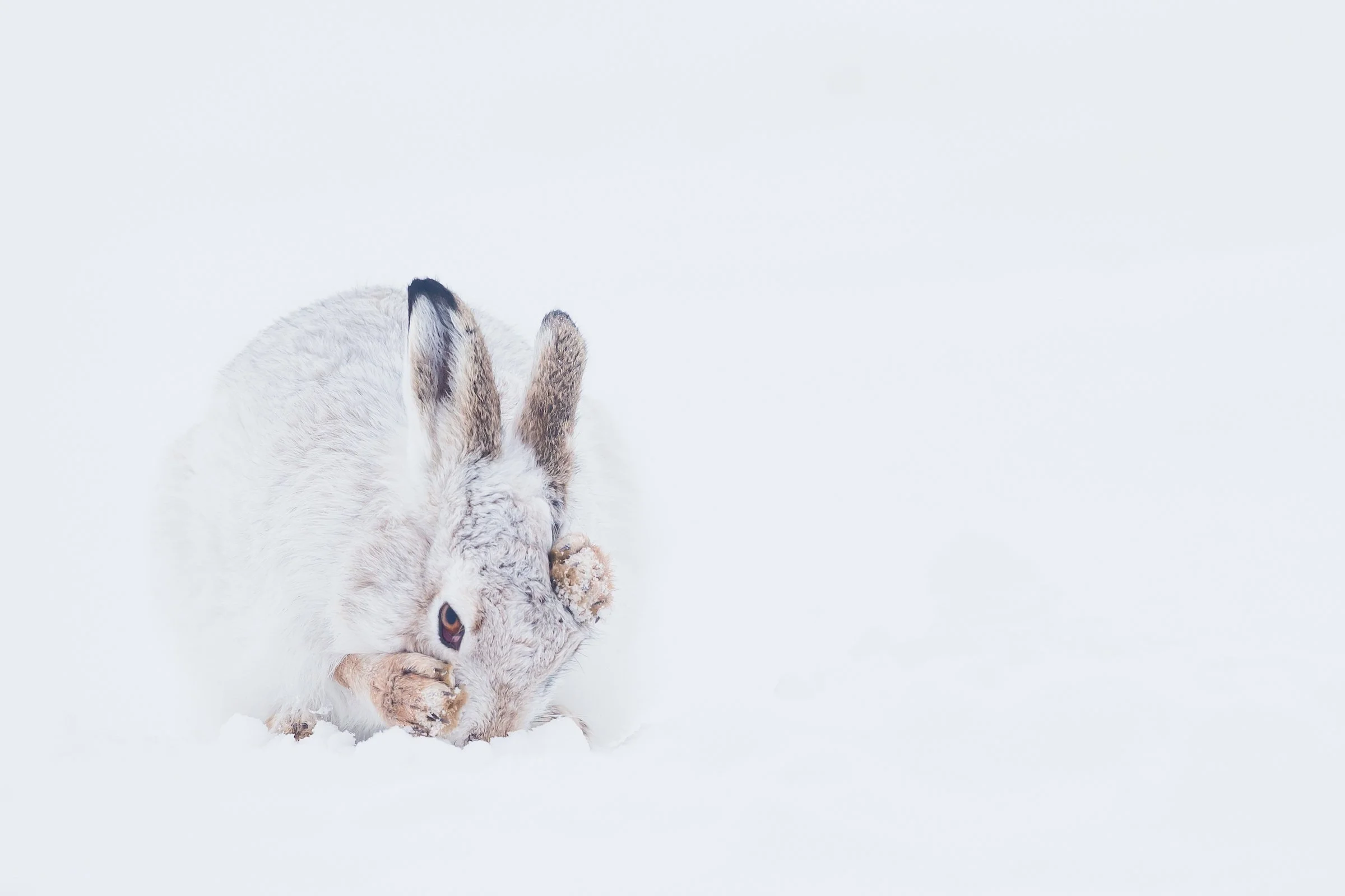 Mountain_Hare_Scotland-457.jpg