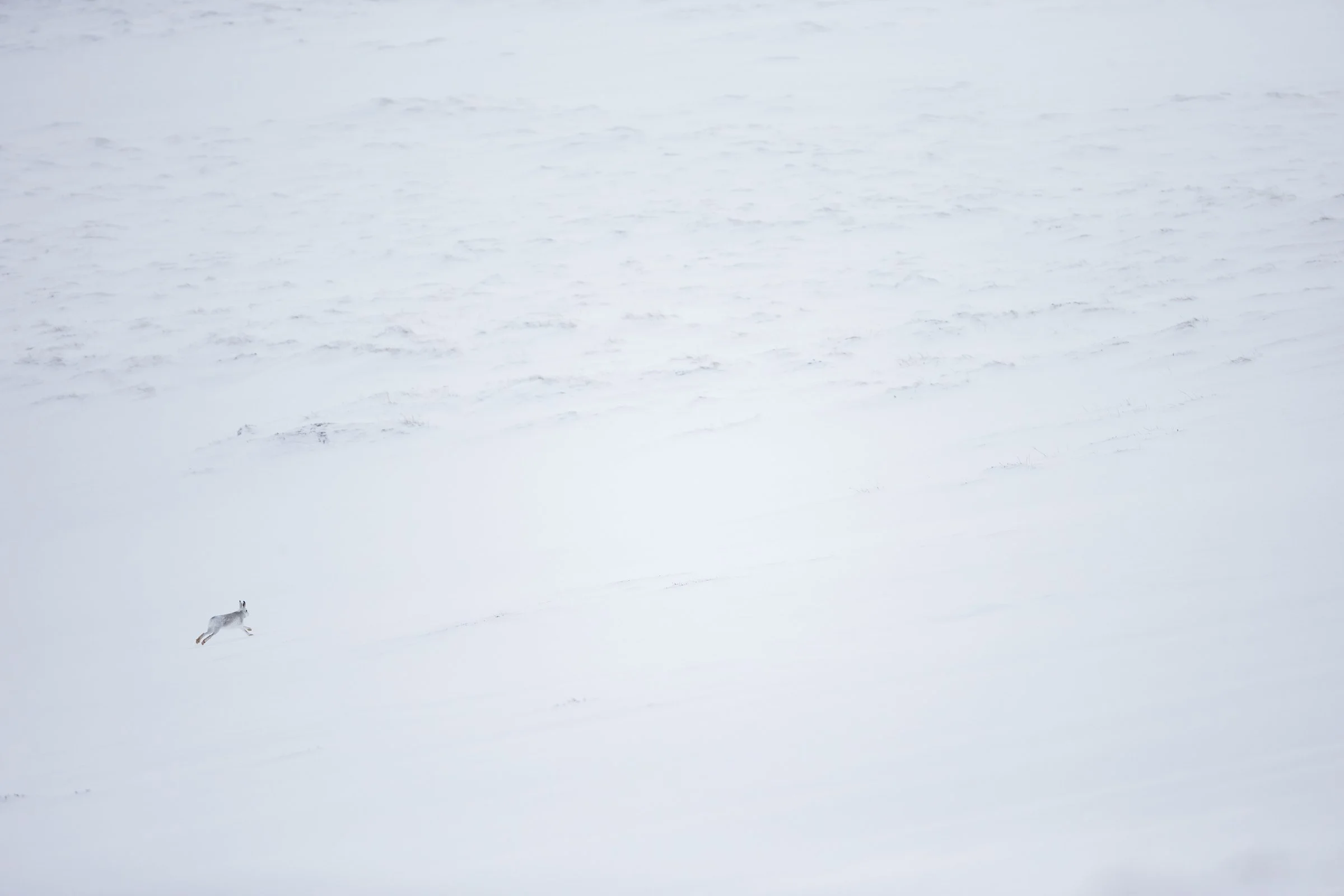 Mountain_Hares (218 of 1)-2.jpg
