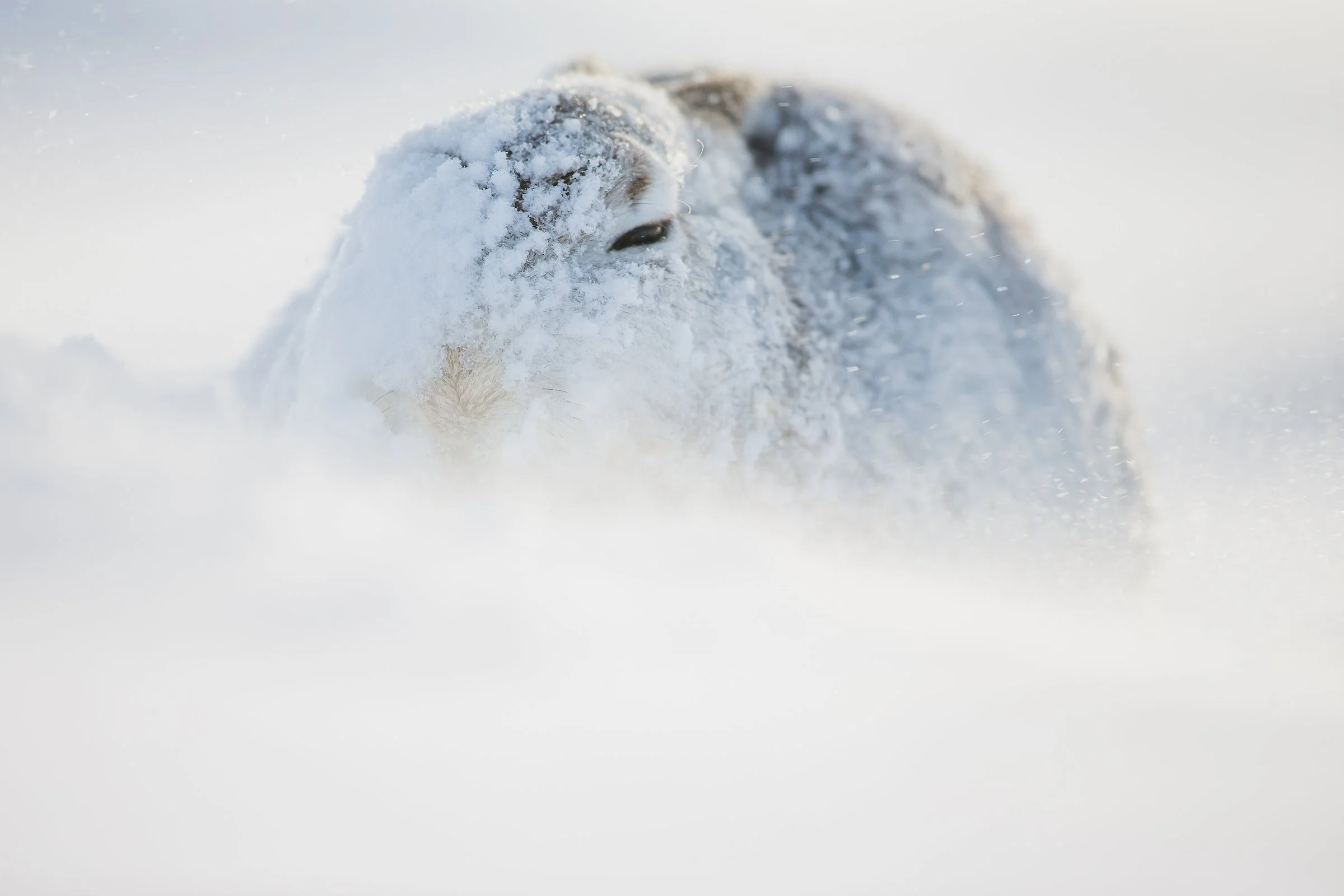 Mountain Hares-27-4.jpg