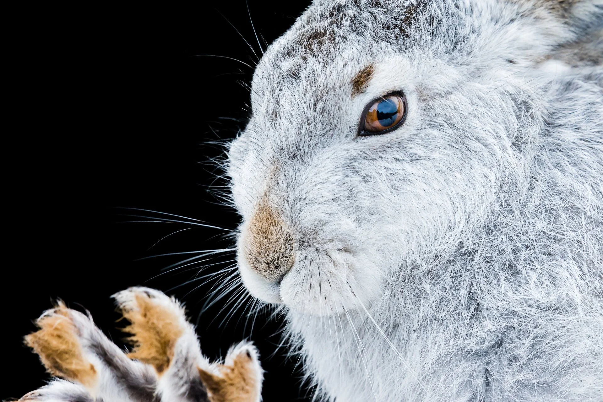 Mountain Hare Photography — Kevin Wildlife Photography