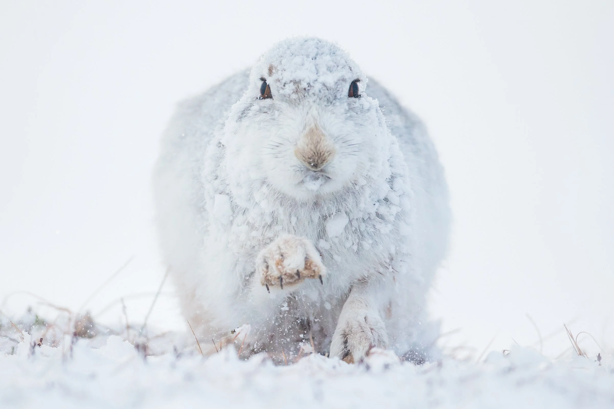 Mountain_Hares_Scotland-219.jpg