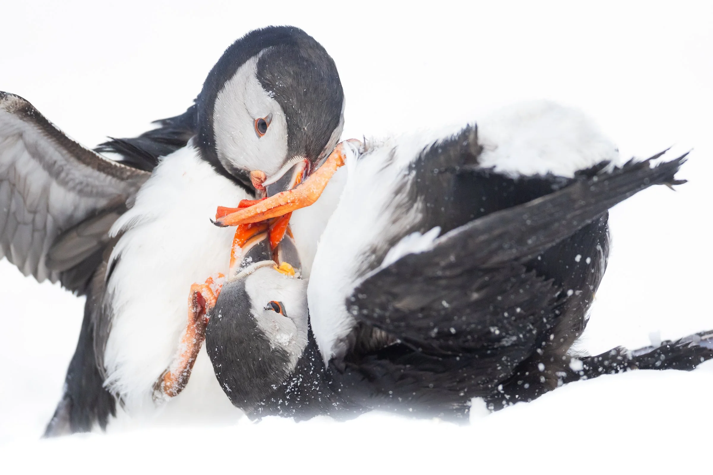 ArcticSeabirds-1.jpg