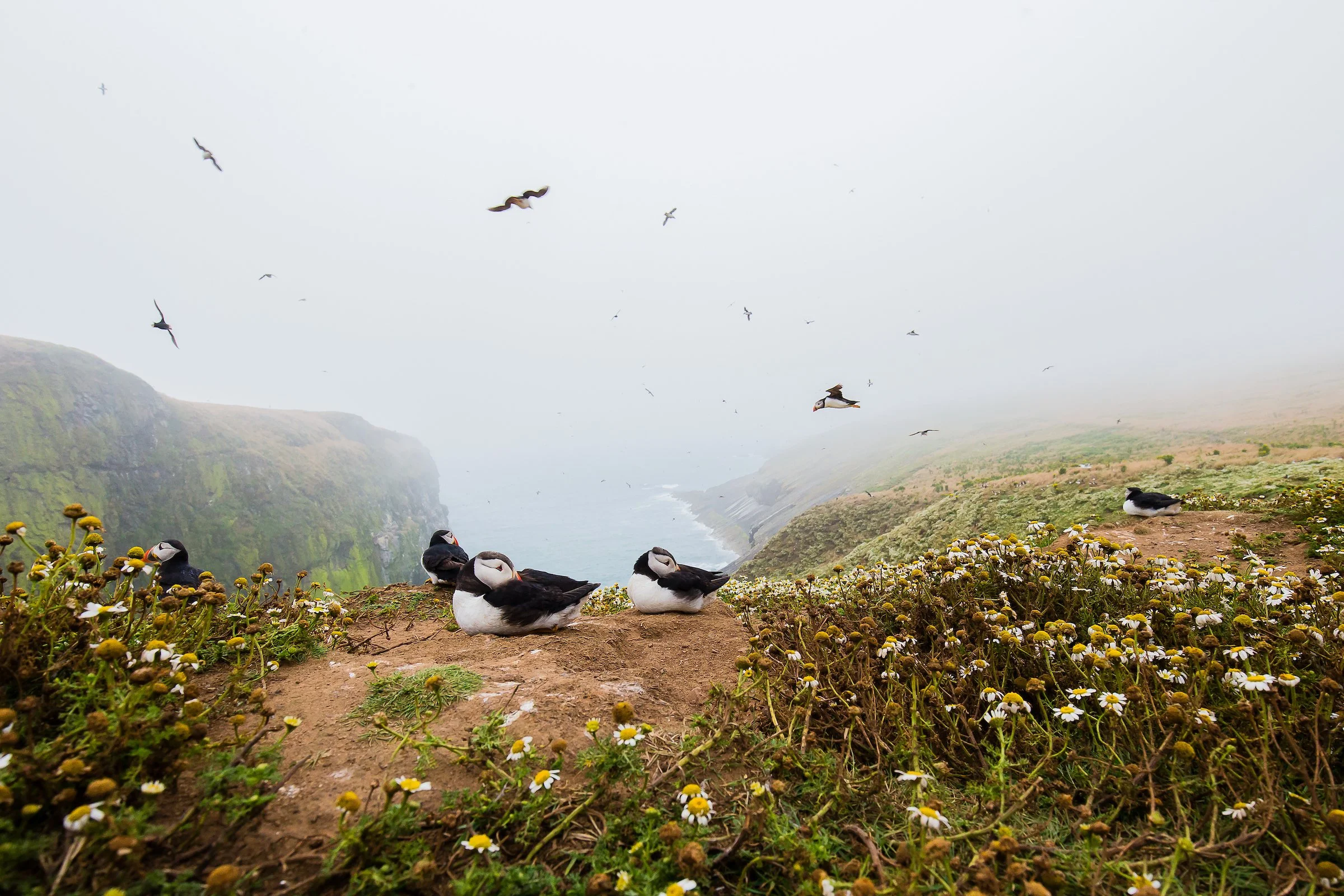 Puffins Life On The Atlantic Edge-34.jpg