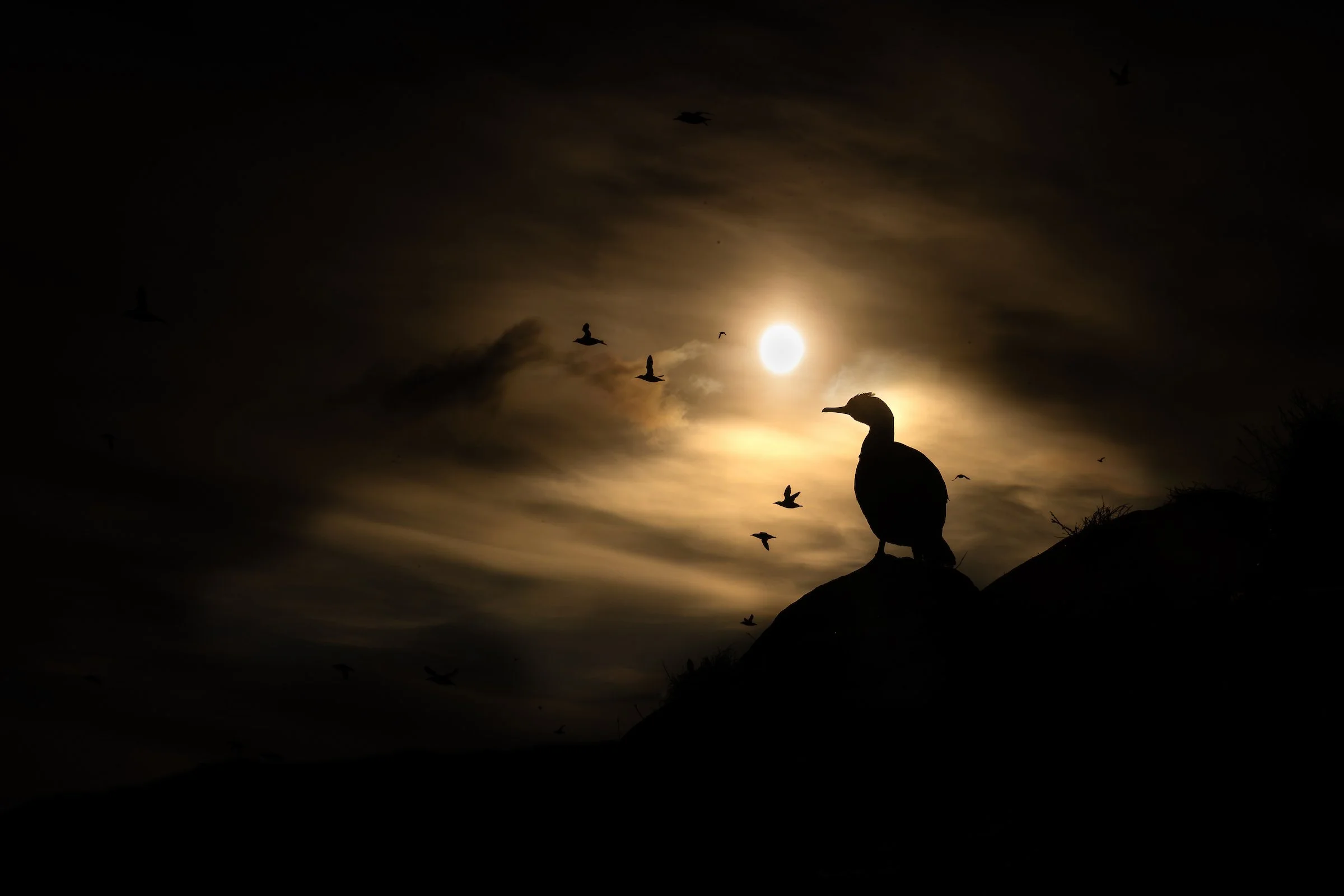 SEABIRD-2.jpg