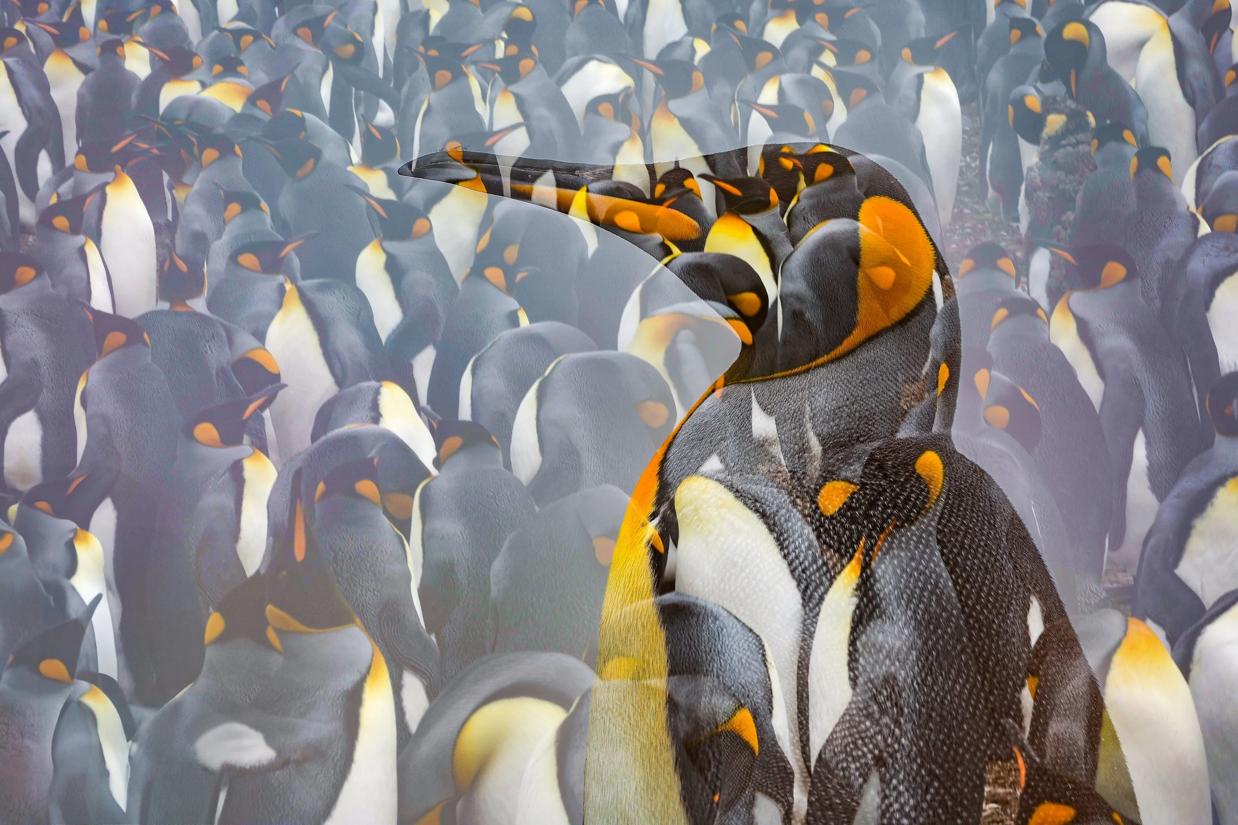 Falklands-HIGHRES0H3A0545.jpg