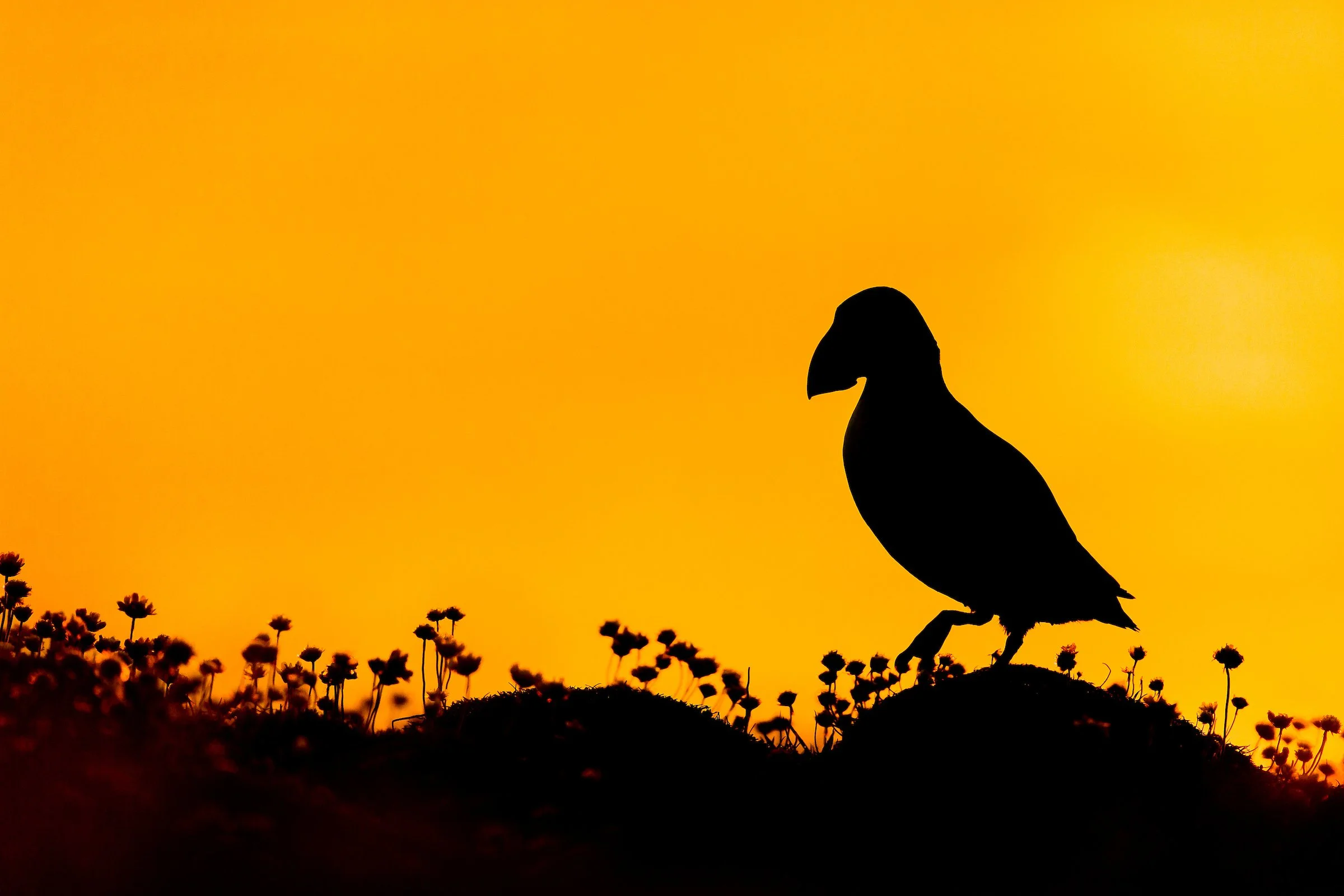 Puffins Life On The Atlantic Edge-133.jpg