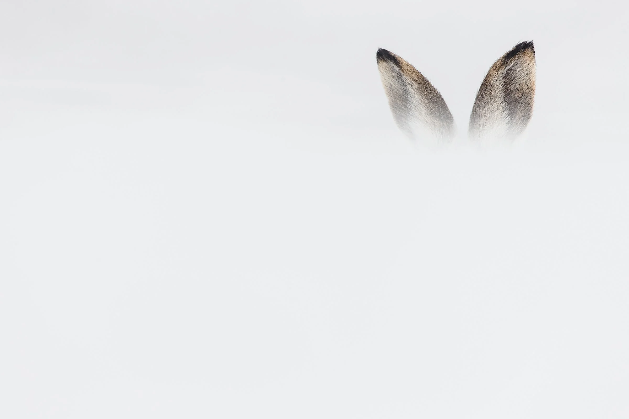 Mountain Hare-7-6.jpg