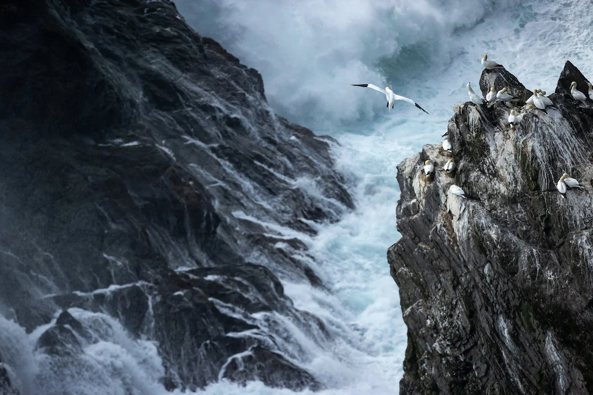 Northern Gannet - Shetland12-2.jpg