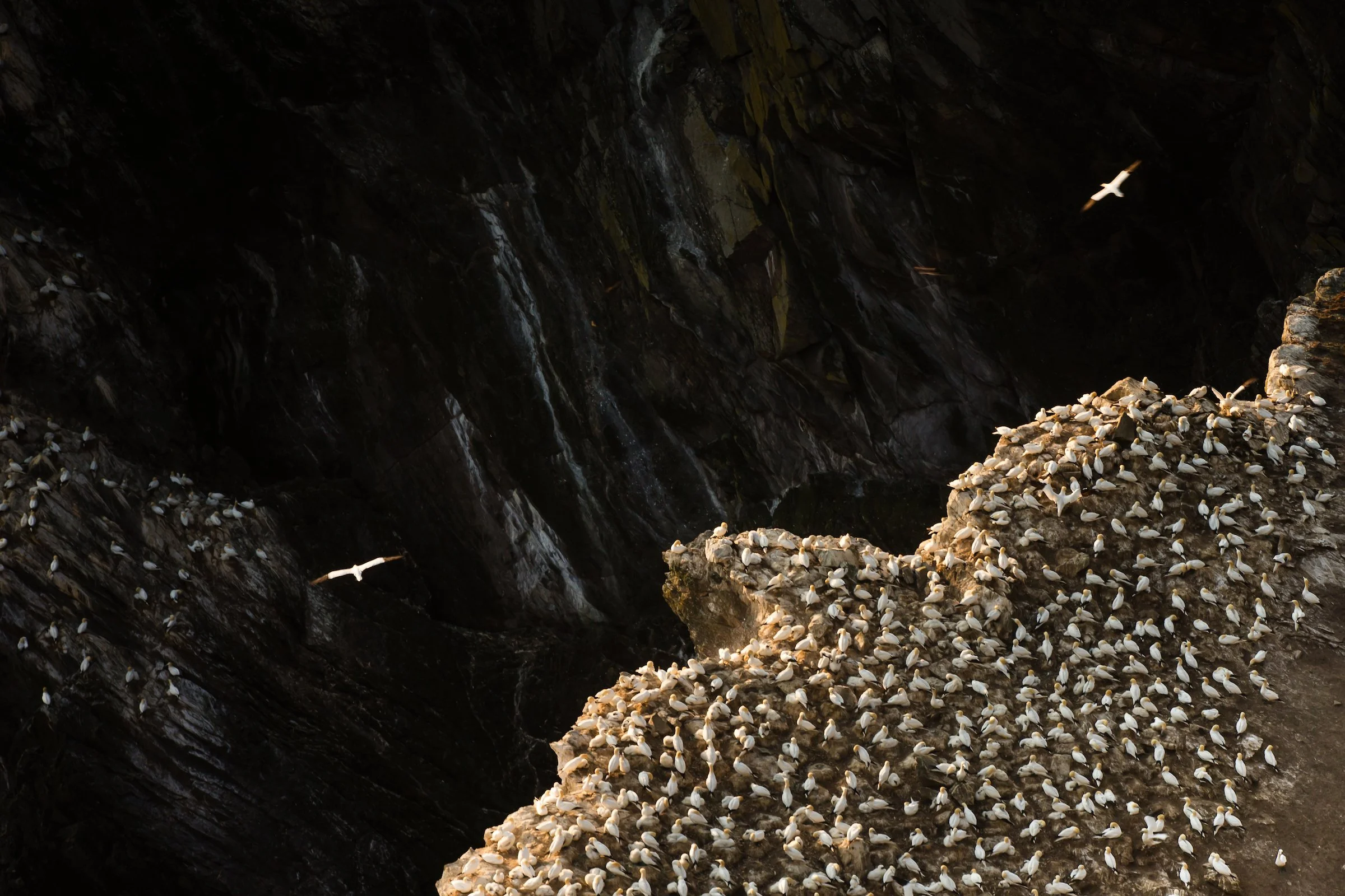 Northern Gannet - Shetland28.jpg