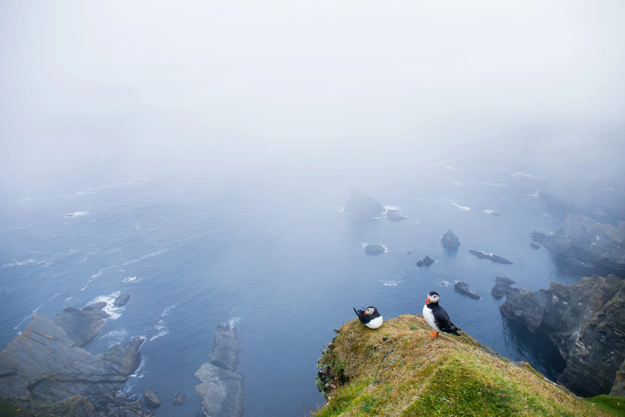 Puffins Life On The Atlantic Edge-252.jpg