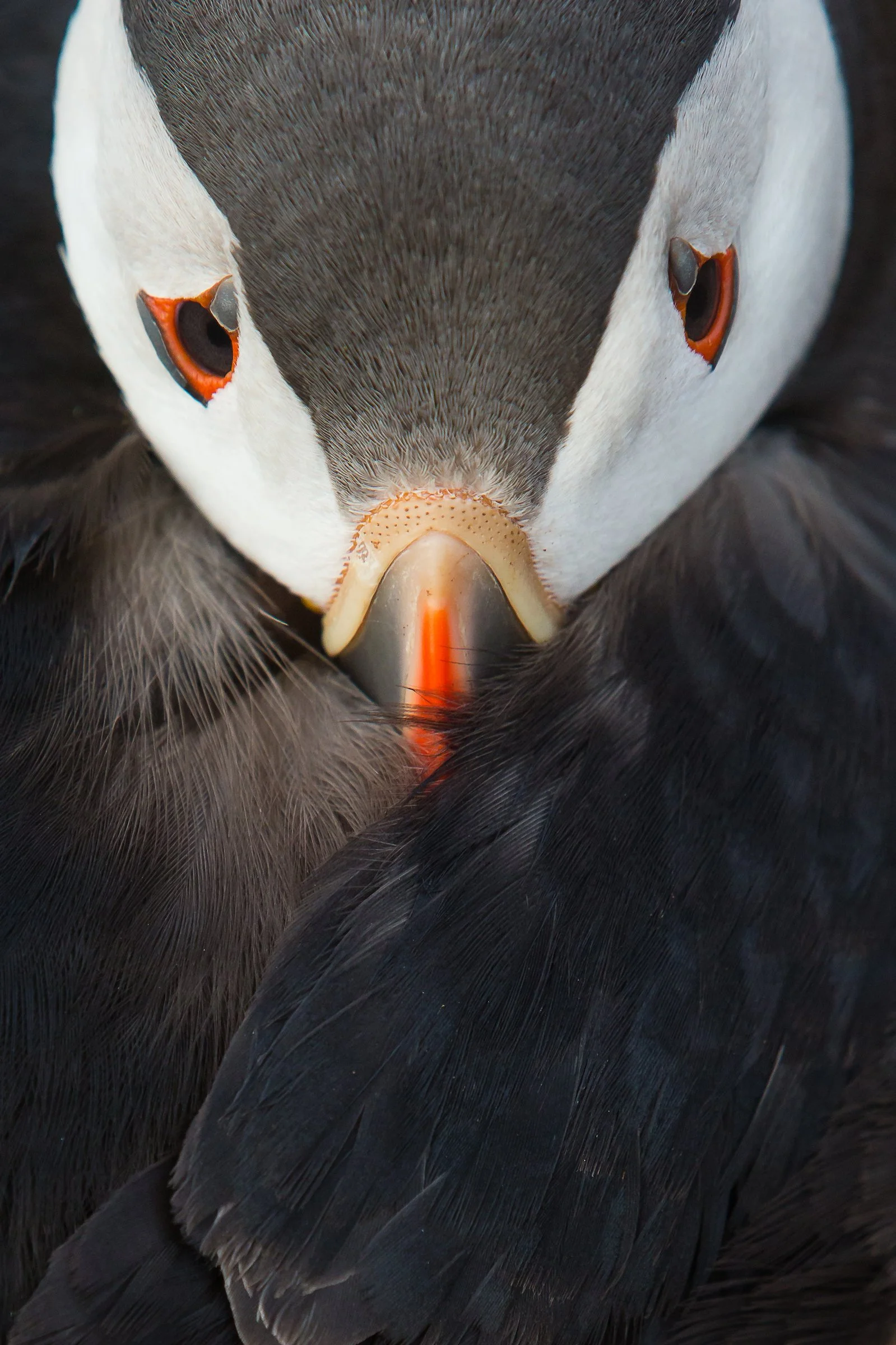 Puffins Life On The Atlantic Edge-16-8.jpg