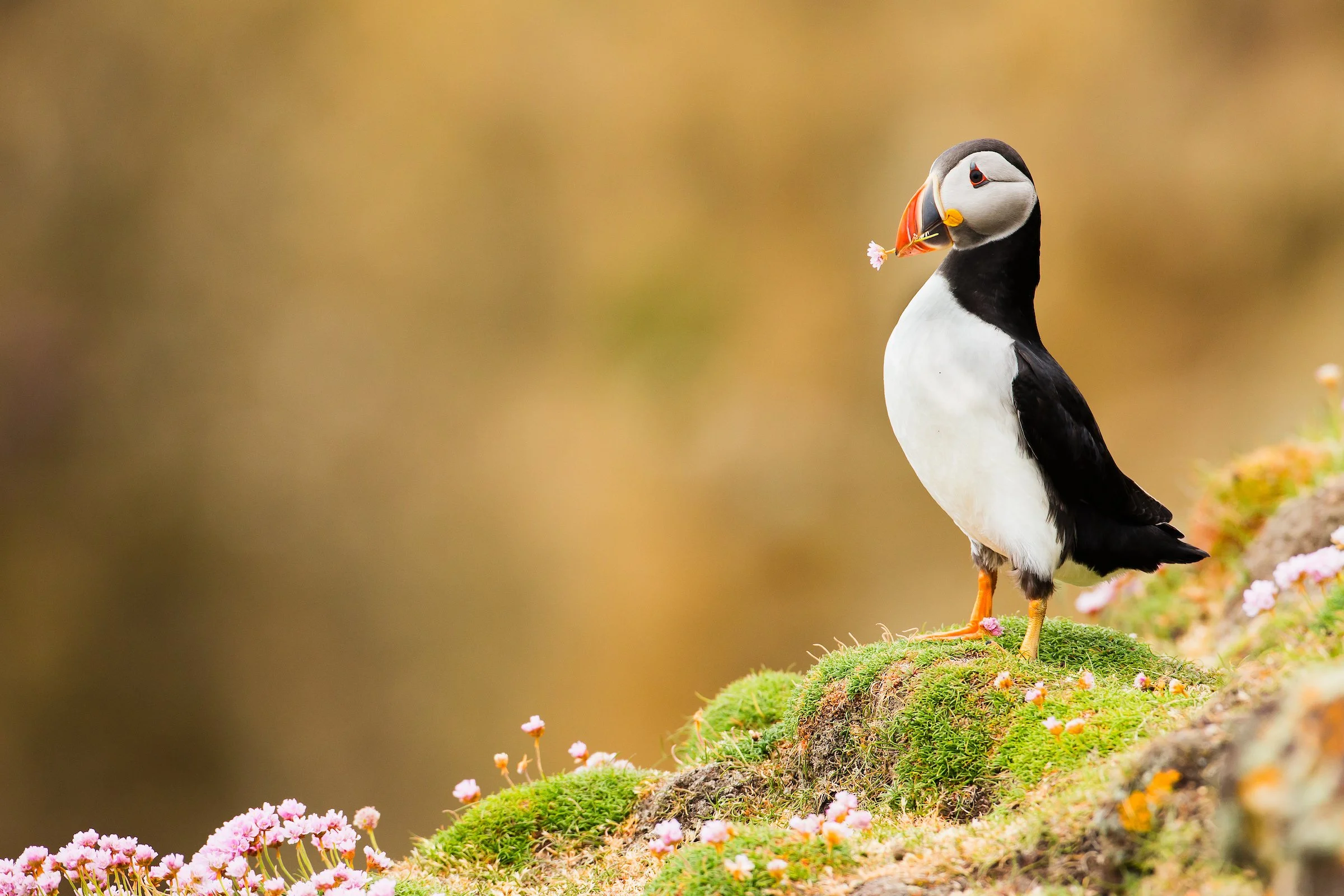 Puffins Life On The Atlantic Edge-101-3.jpg
