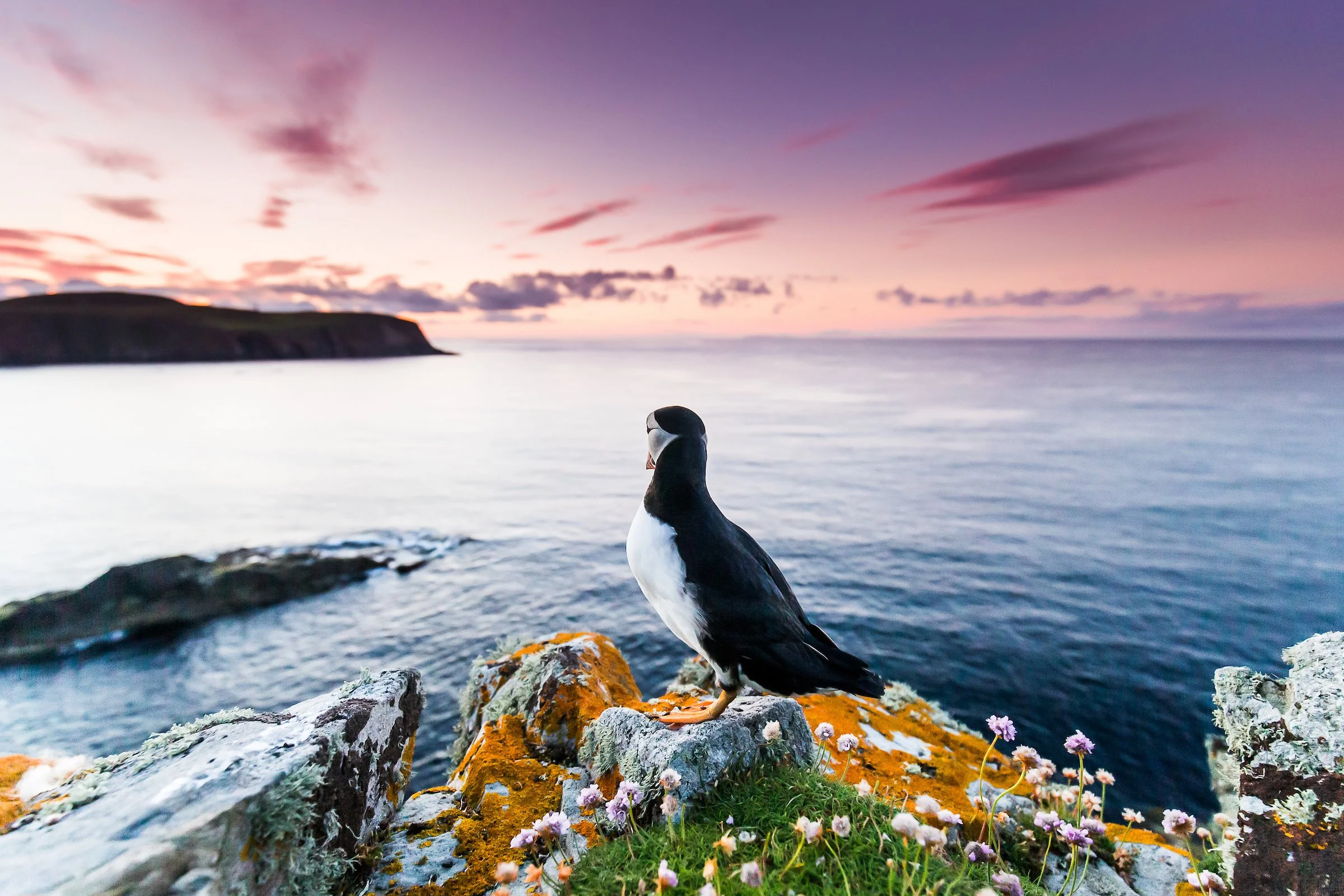 Puffins Life On The Atlantic Edge-18-8.jpg