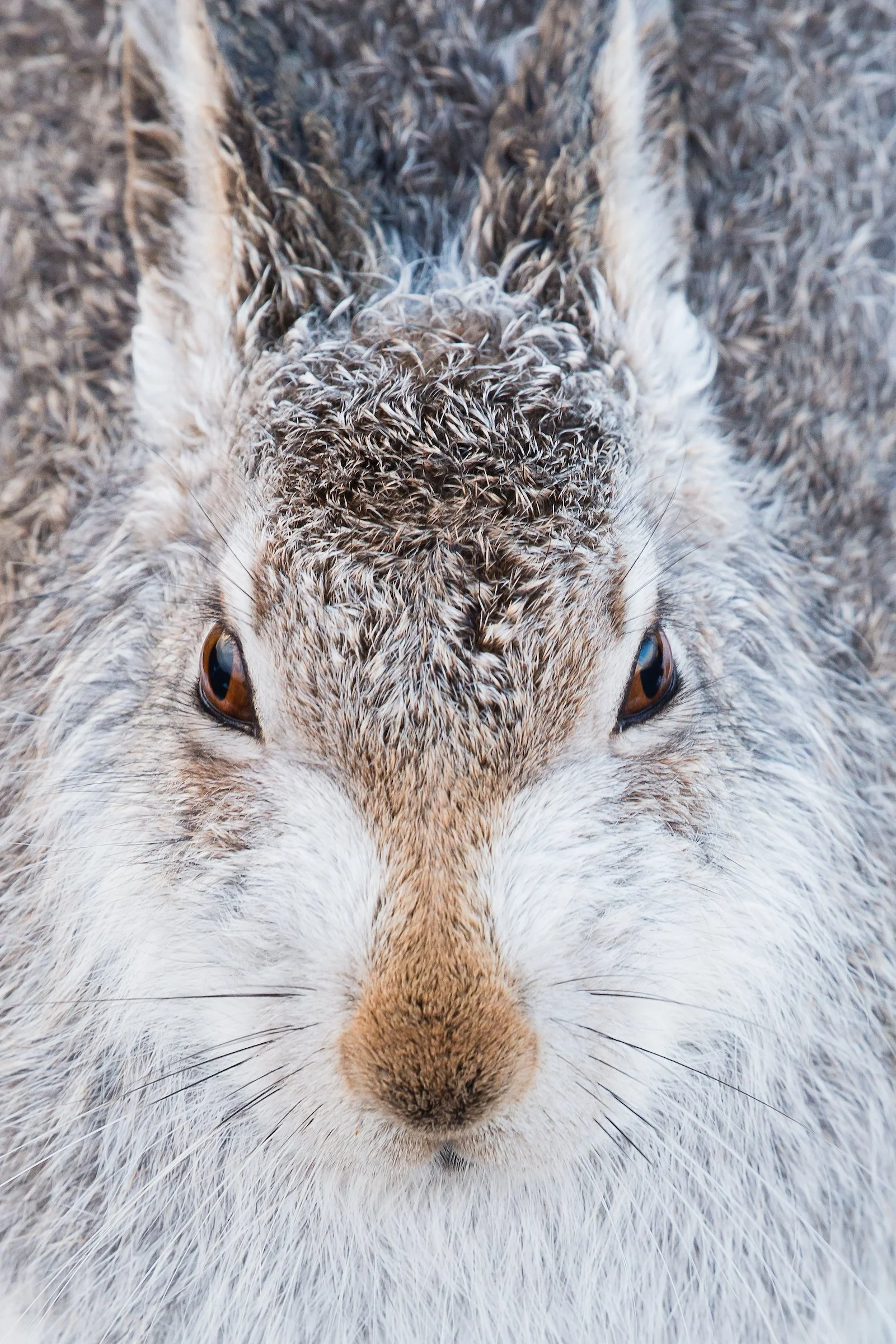 Mountain Hare-24-3.jpg